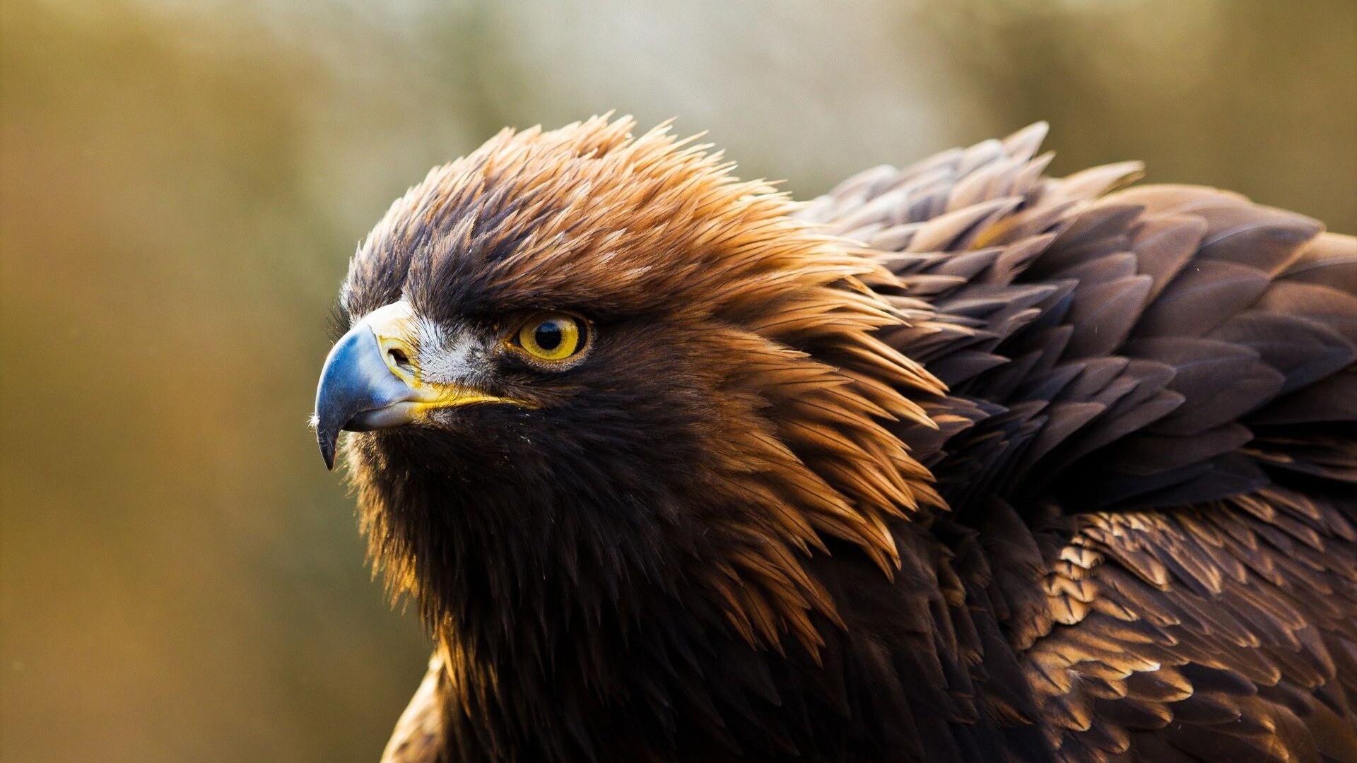 Golden Eagle: North America's largest predatory bird, Dark brown raptors with long, broad wings. 1920x1080 Full HD Background.