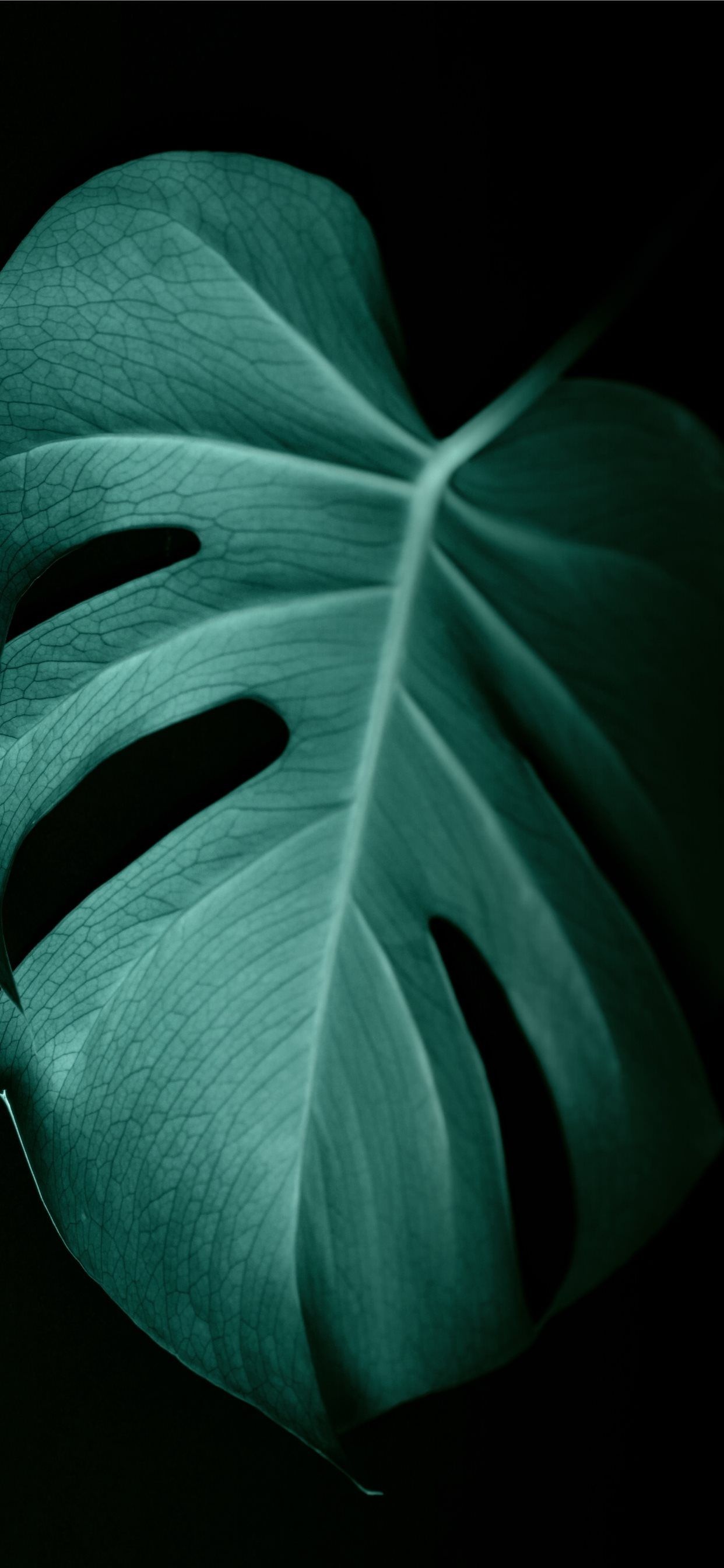 Green Leaf: The old Monstera deliciosa plant - the whole leaf is covered with familiar large perforations. 1250x2690 HD Background.