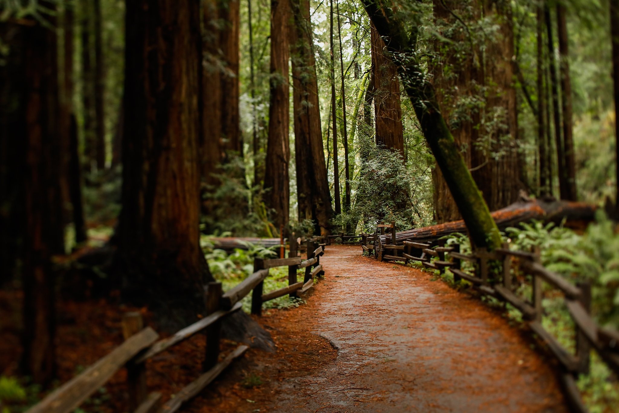 Tragic incident, Muir Woods accident, Tree-related accident, Safety precautions, 2050x1370 HD Desktop