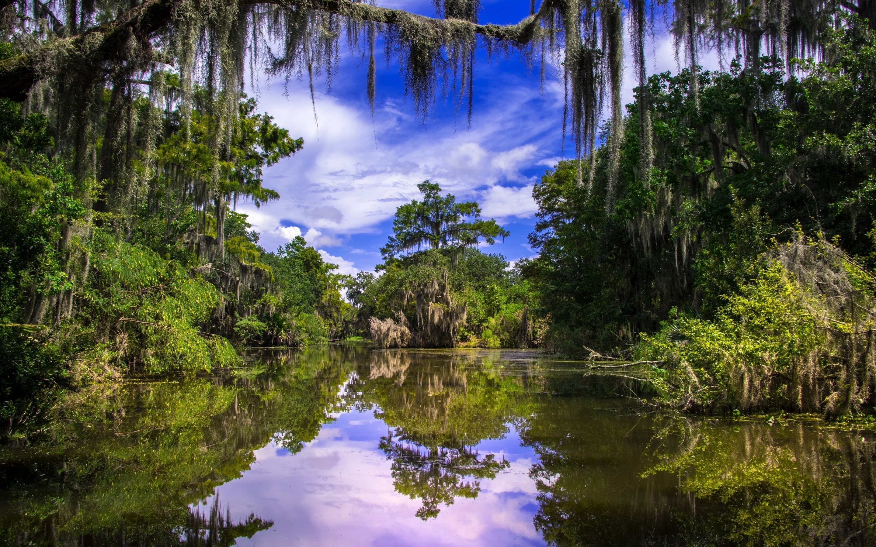 Lake Jungle Forest, Summer, Louisiana, Barataria, 2880x1800 HD Desktop