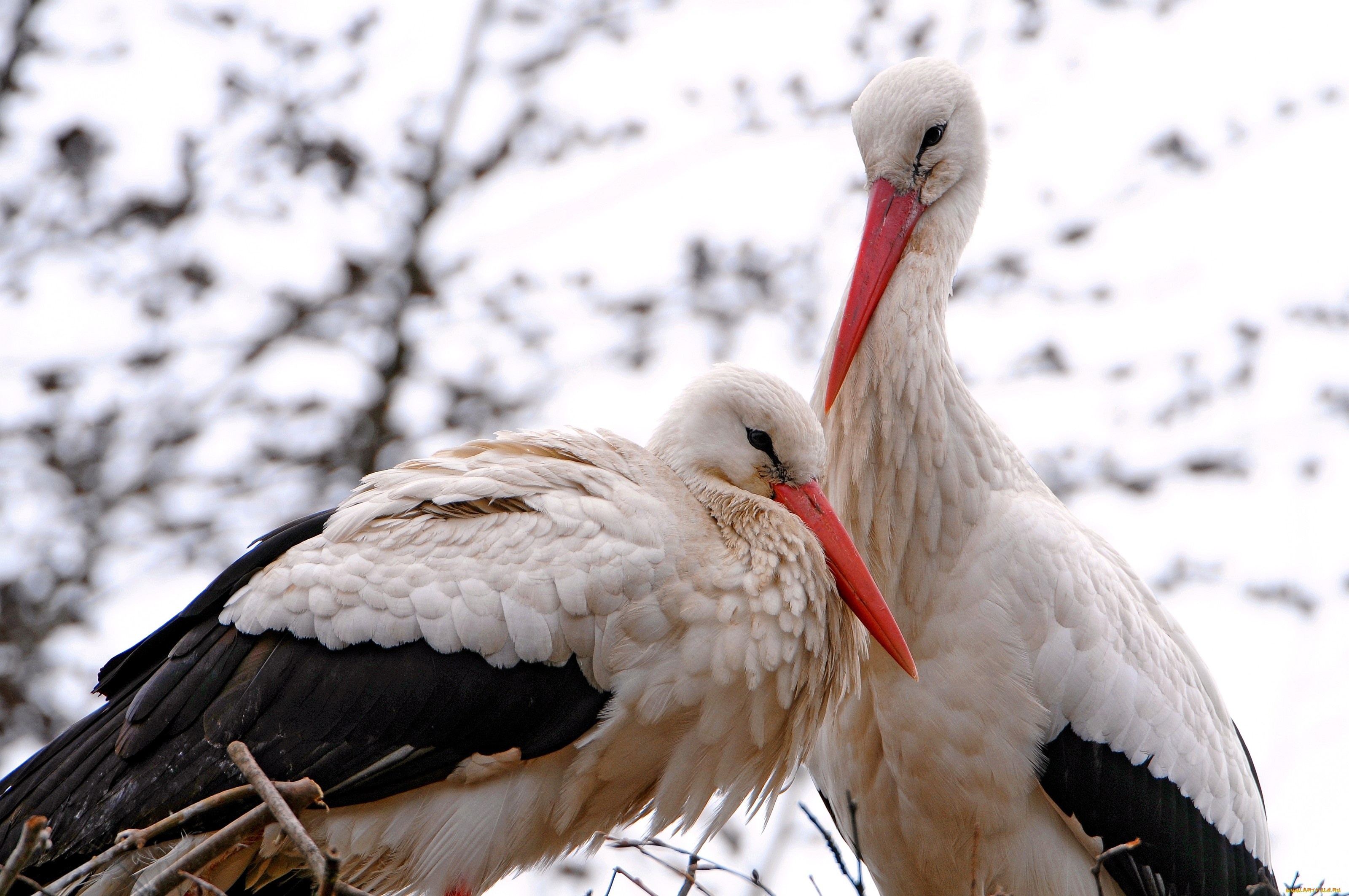 White stork, Elegant creature, Soaring high, Natural habitat, 3200x2130 HD Desktop