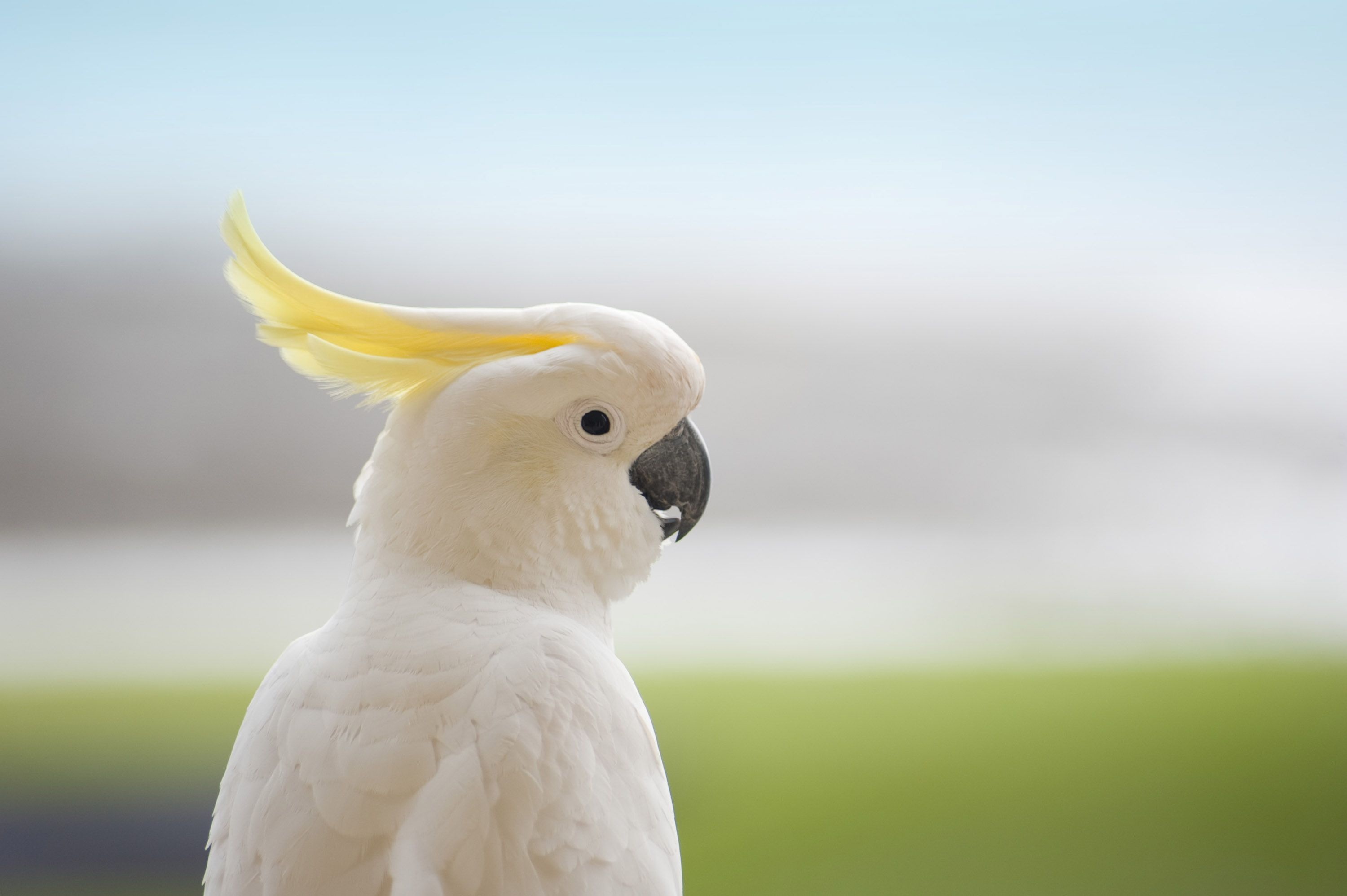 Cockatoo: Yellow-Crested White Bird In Nature Of Indonesia's Islands Of Sulawesi. 3000x2000 HD Wallpaper.