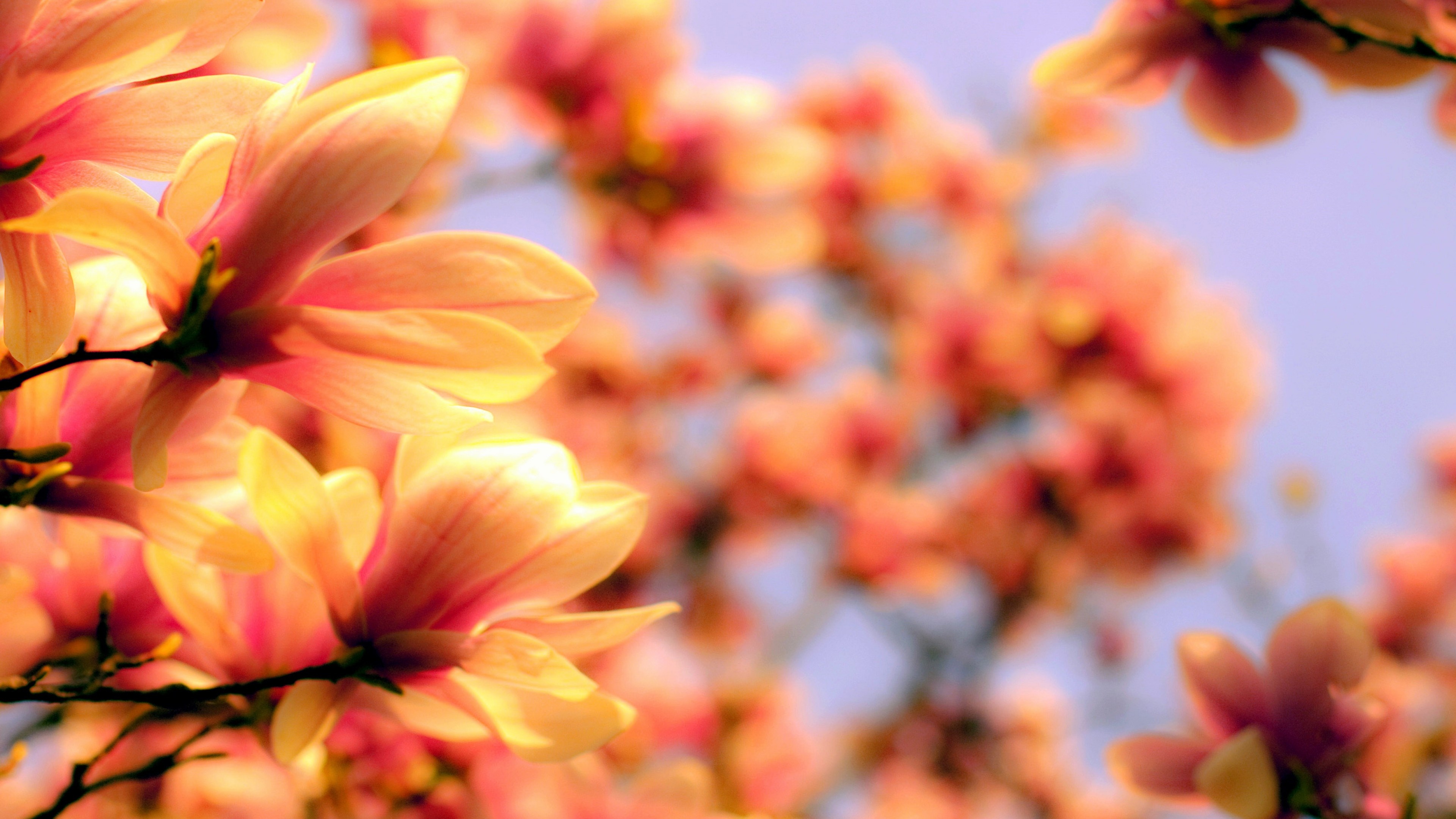 Magnolia 4K HD wallpaper, Asia spring flower, Nature, 3840x2160 4K Desktop