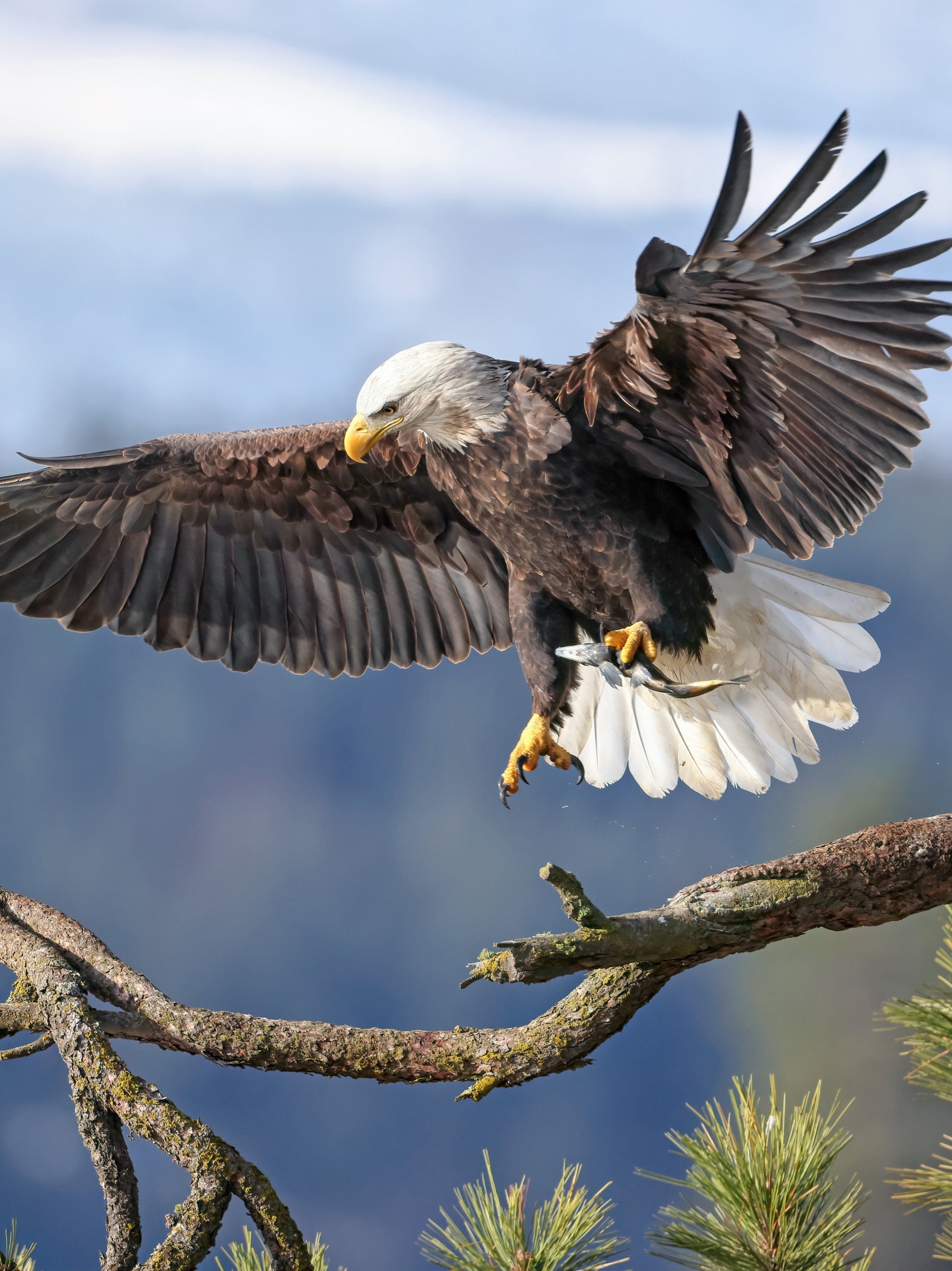 Beautiful animal, Bald eagle, 2050x2740 HD Phone