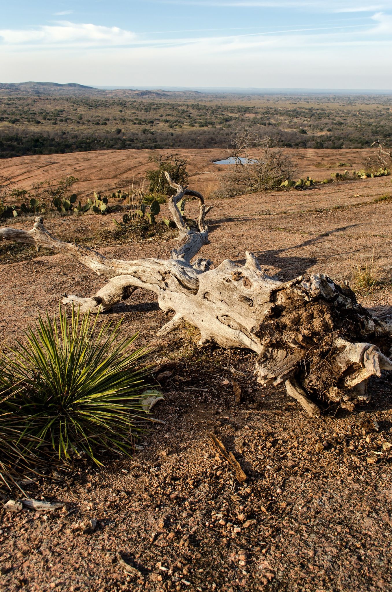 Wüstenlandschaft im Texas Hill Country, 1360x2050 HD Handy