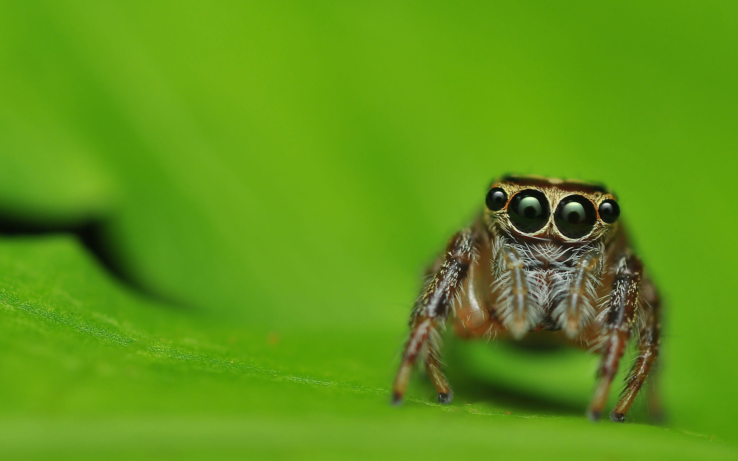 Eight-legged creature, Arachnid species, Creepy crawlies, Spider wallpaper, 2560x1600 HD Desktop