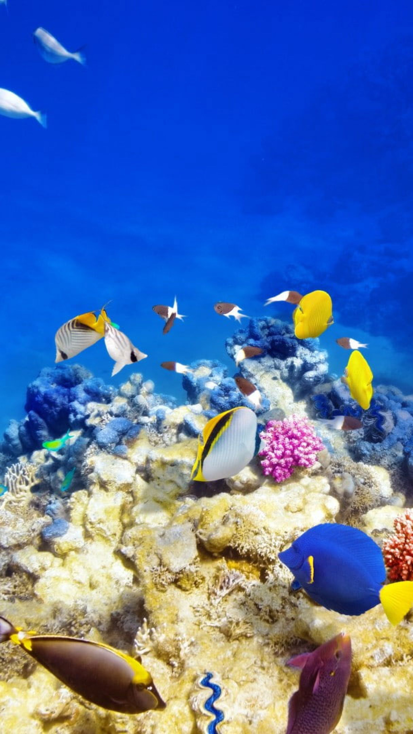 Underwater world wallpaper, Bright coral reefs, Tropical fish, Oceanic wonderland, 1440x2560 HD Phone