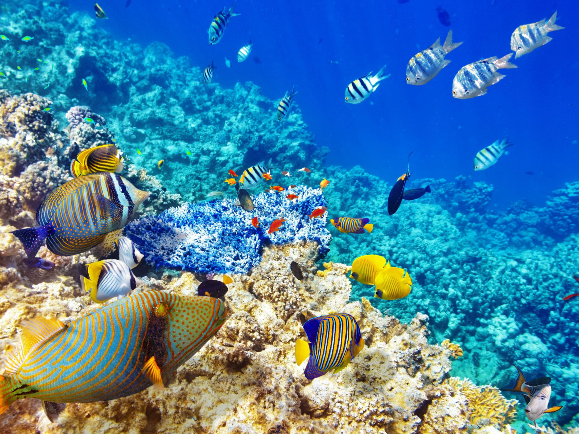 High-quality underwater wallpaper, Coral reef majesty, Tropical fish paradise, Oceanic beauty, 1920x1440 HD Desktop