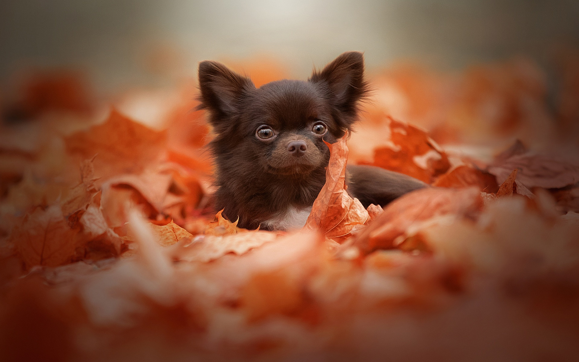 Brown Chihuahua with autumn leaves, Cute and small, Lovely pet, Beautiful wallpapers, 1920x1200 HD Desktop