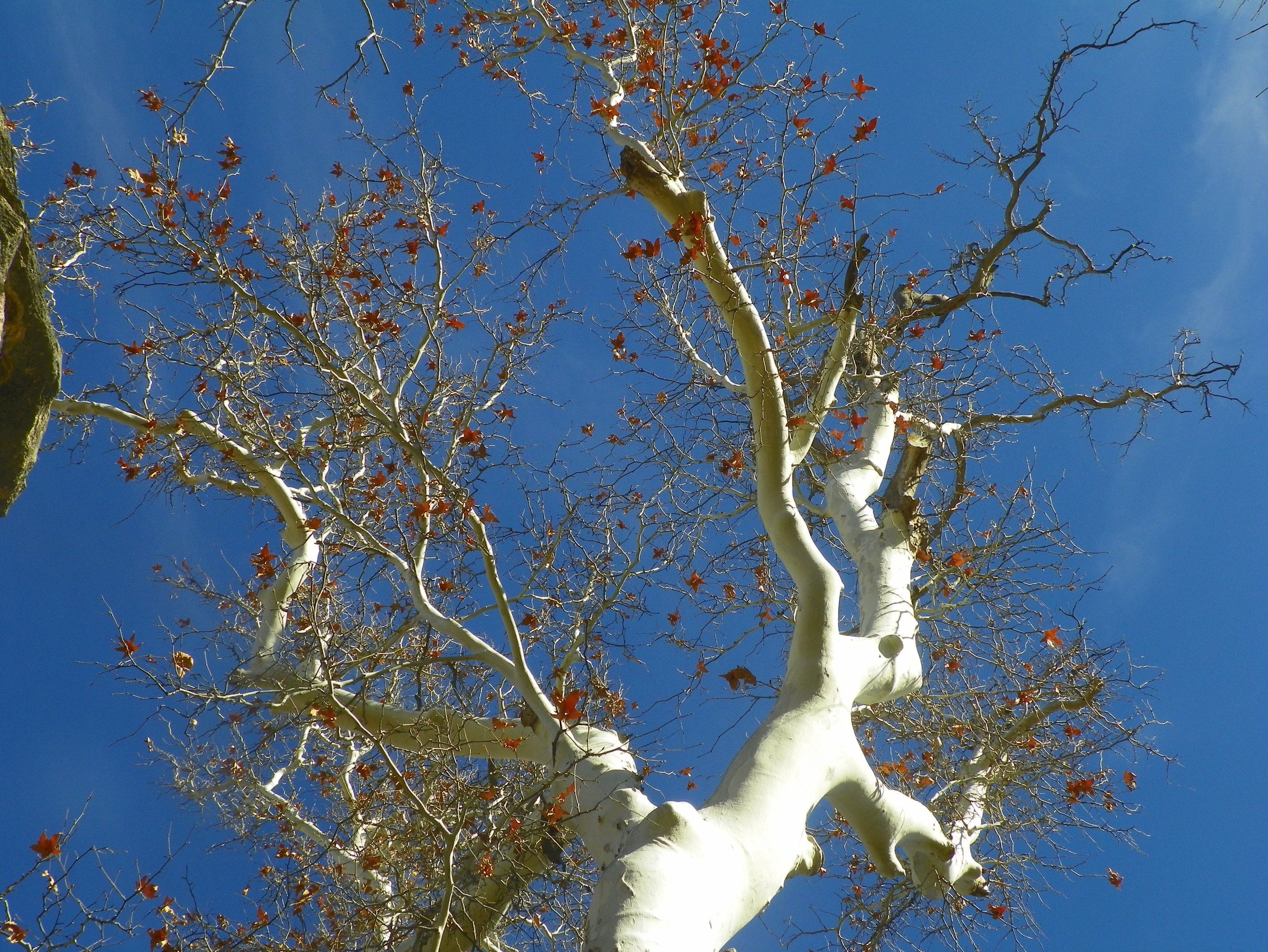 Sycamore Tree, Arizona Sycamore, Tree, Doves, 2840x2130 HD Desktop