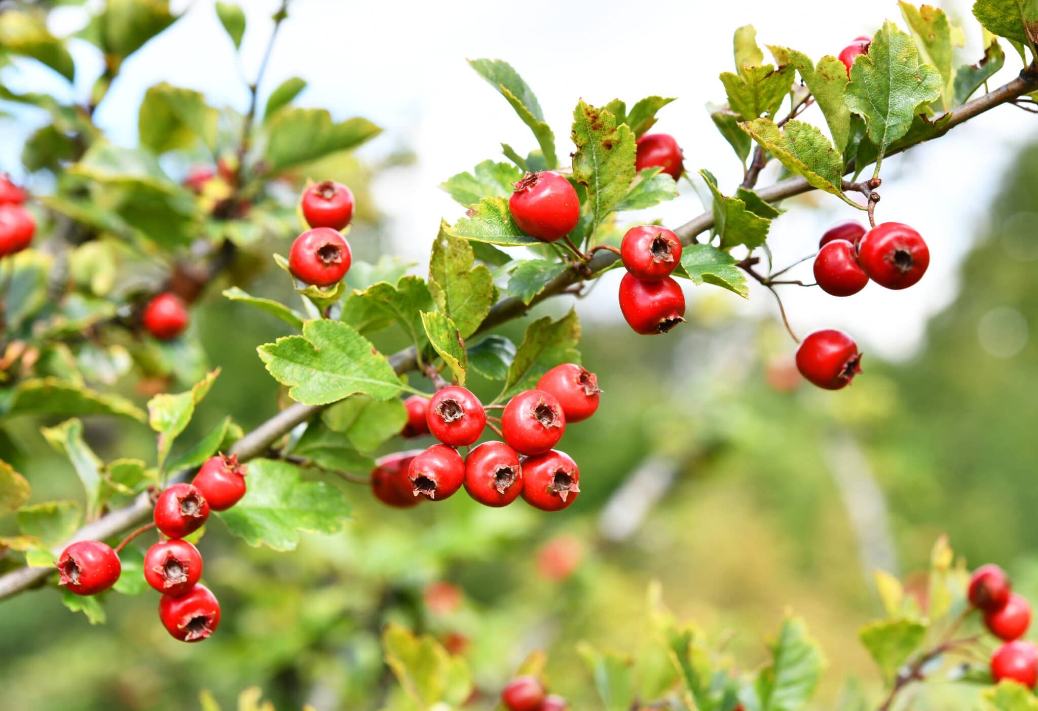 Hawthorn Berry Nature, Health Benefits, Hawthorn Berry, Ecowatch, 2050x1410 HD Desktop