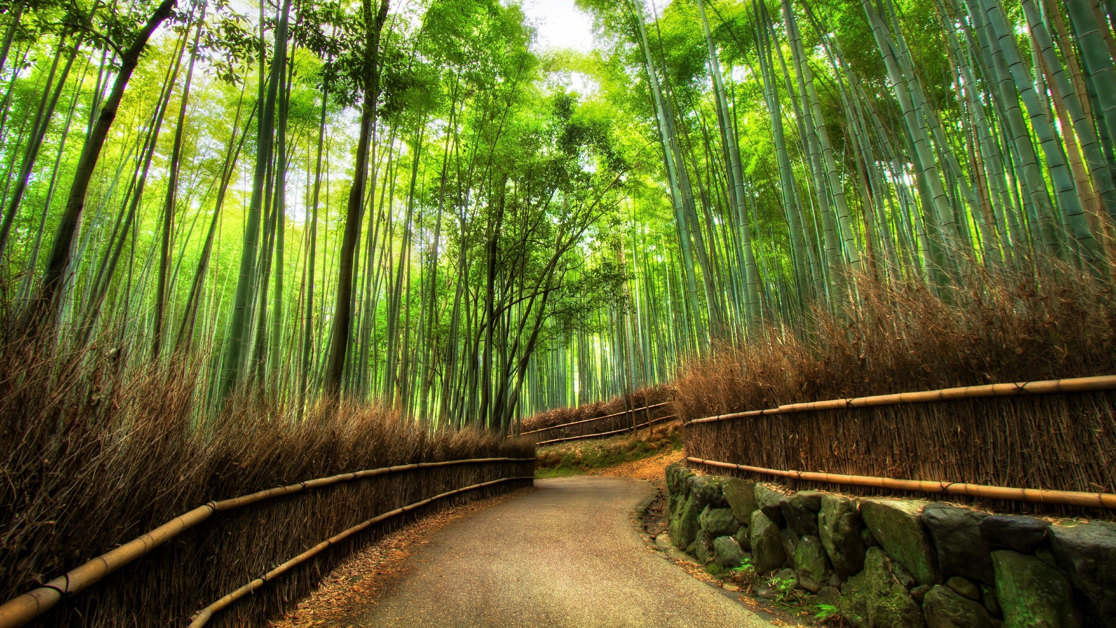 Bamboo: Kyoto forest, Japan, A giant woody grass which is grown chiefly in the tropics. 3840x2160 4K Wallpaper.
