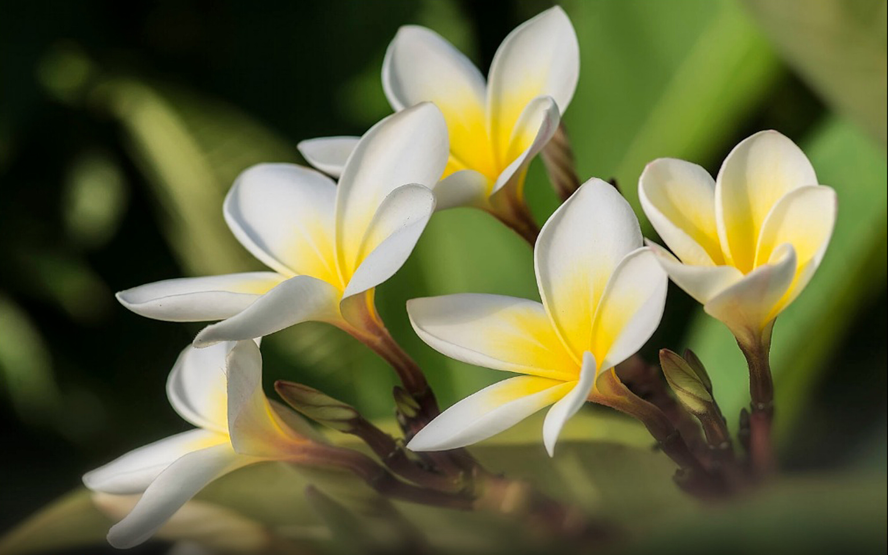 Frangipani Flower: Insects or human pollination can help create new varieties of plumeria. 2880x1800 HD Background.
