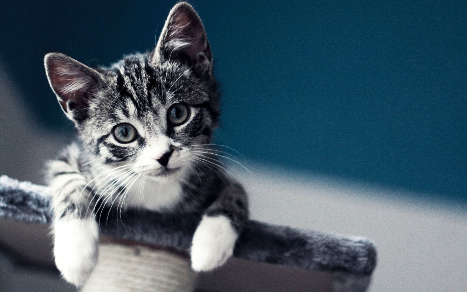 Kitten: Domestic cat, Felidae, Carnivore. 1920x1200 HD Wallpaper.