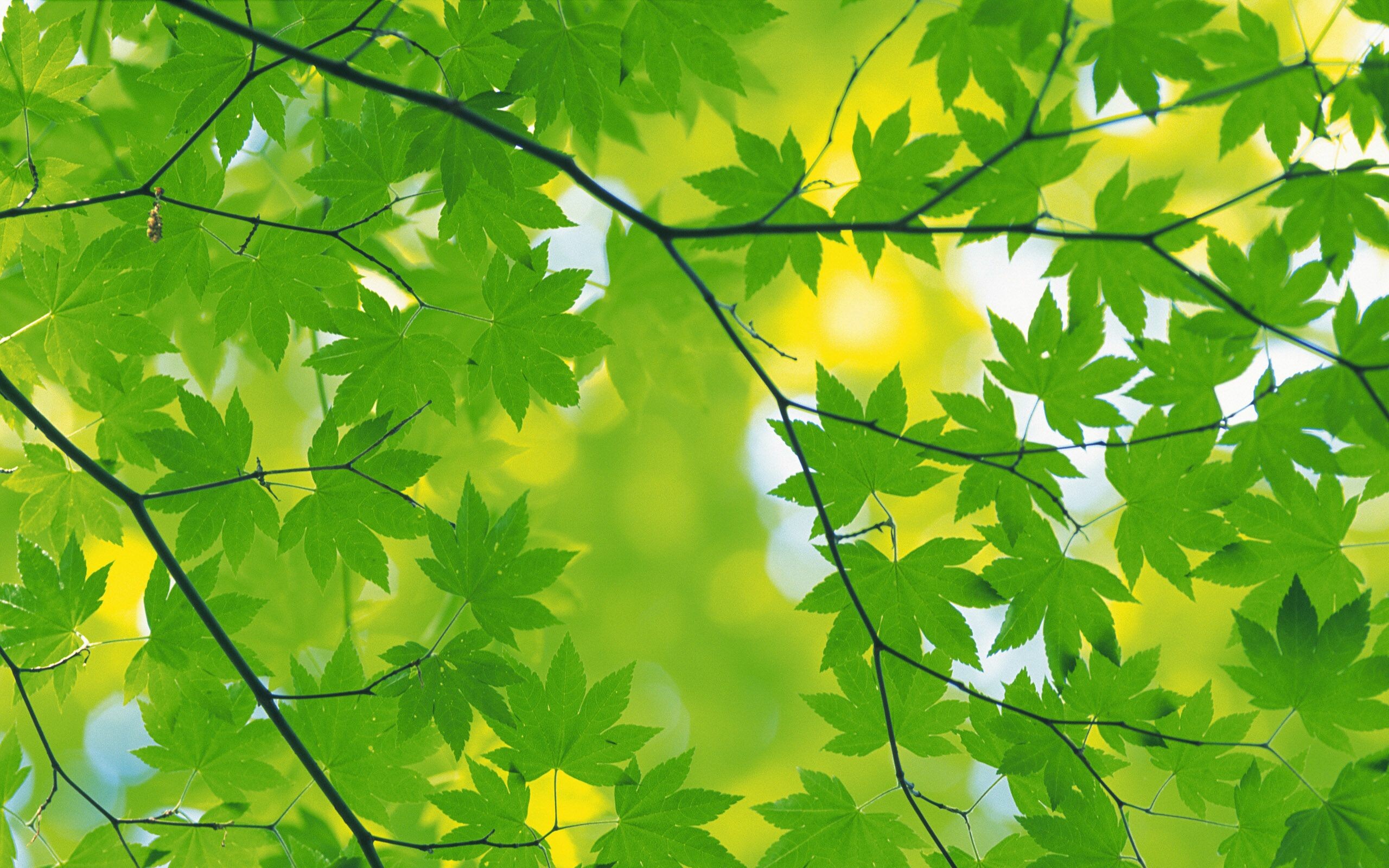 Leaves: Green maple foliage, A plant organ, Botany. 2560x1600 HD Wallpaper.