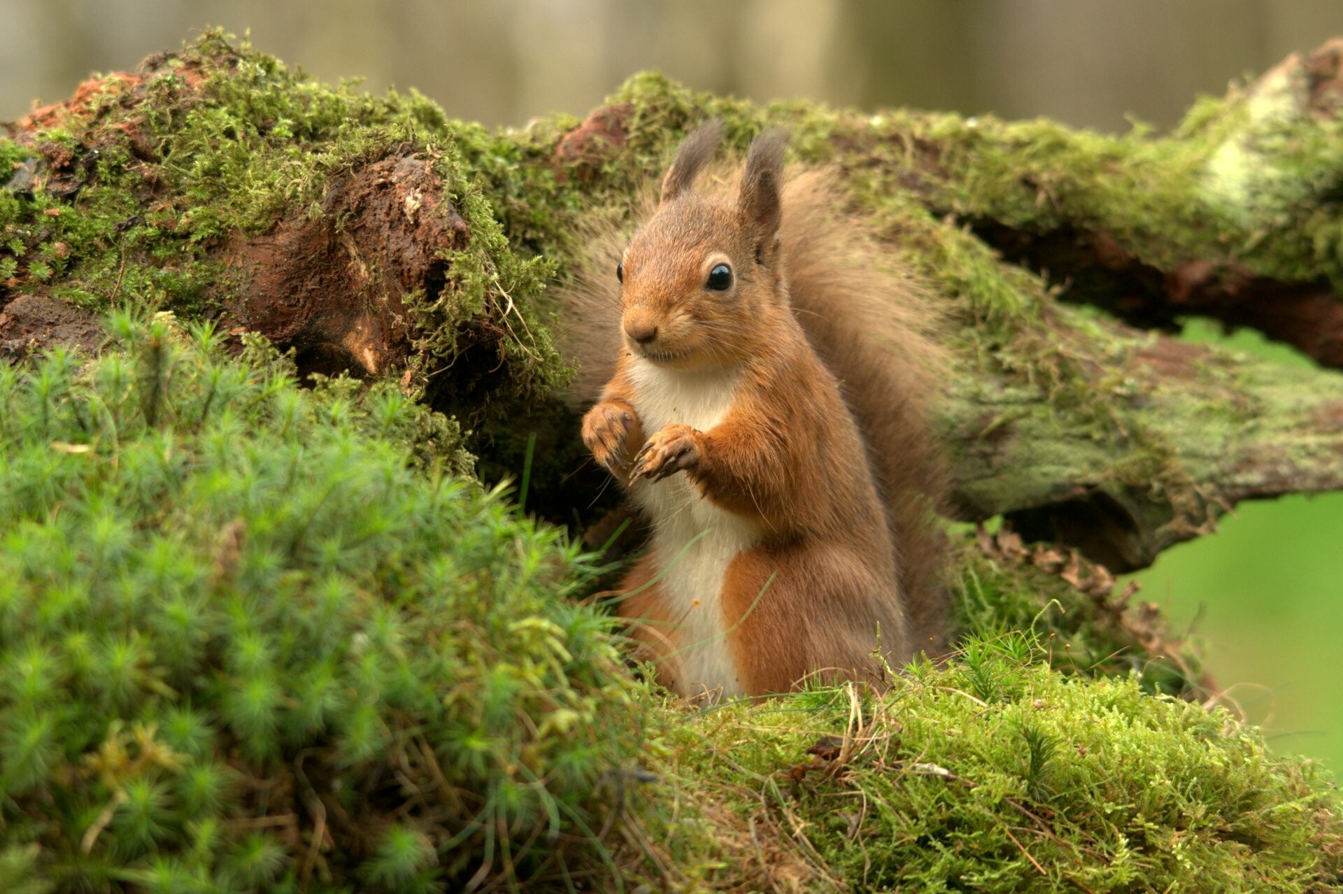 Squirrel: Bushy-tailed rodent, Chickaree. 1920x1280 HD Background.