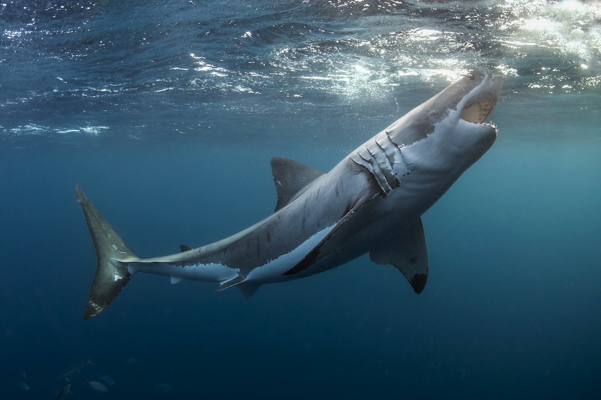 Shark: The great white shark, The world's largest-known extant macropredatory fish. 1920x1280 HD Background.