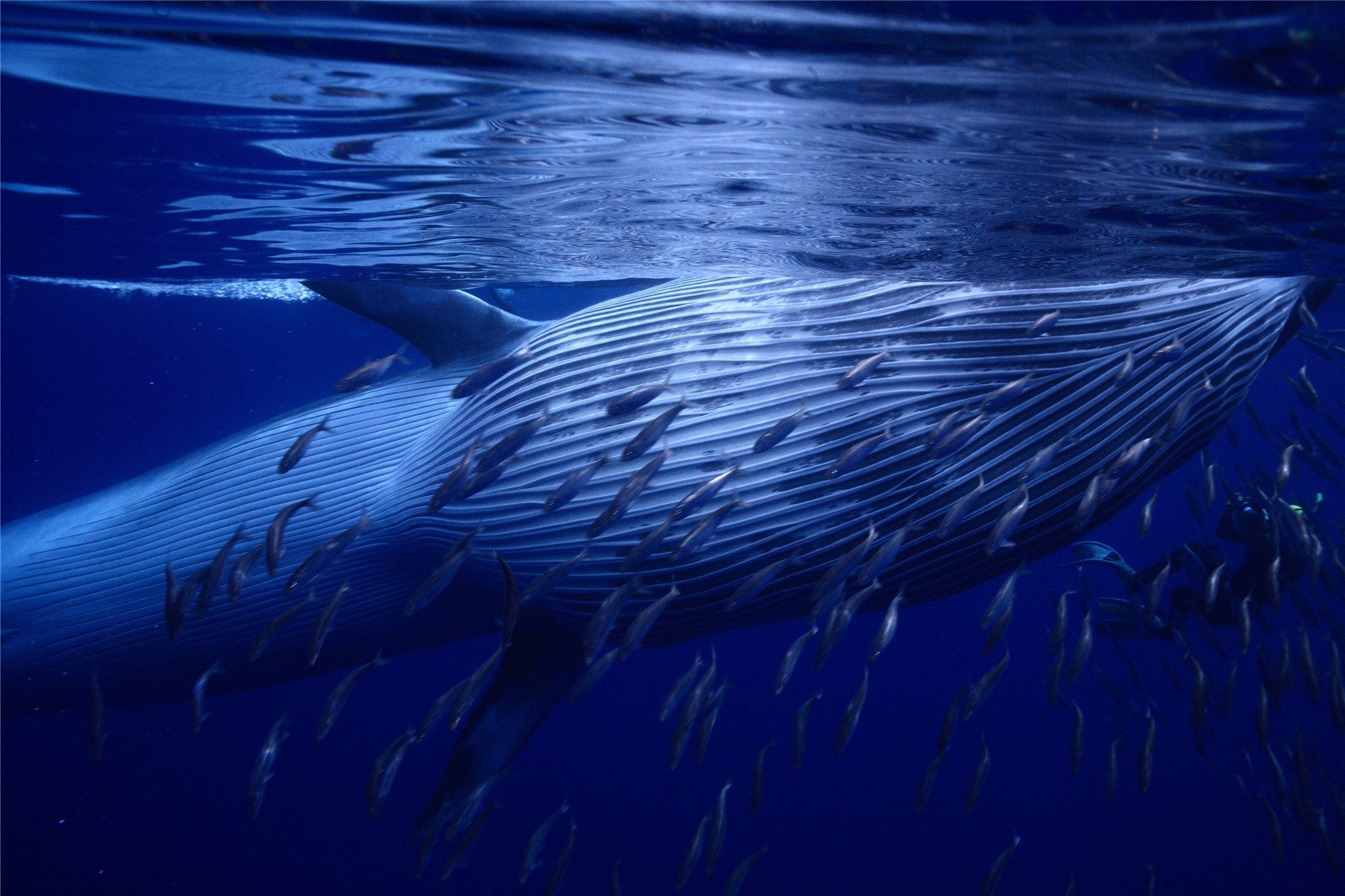 Biggest whales in the world, Whale weight, Oceanic giants, Marine mammal facts, 2000x1340 HD Desktop