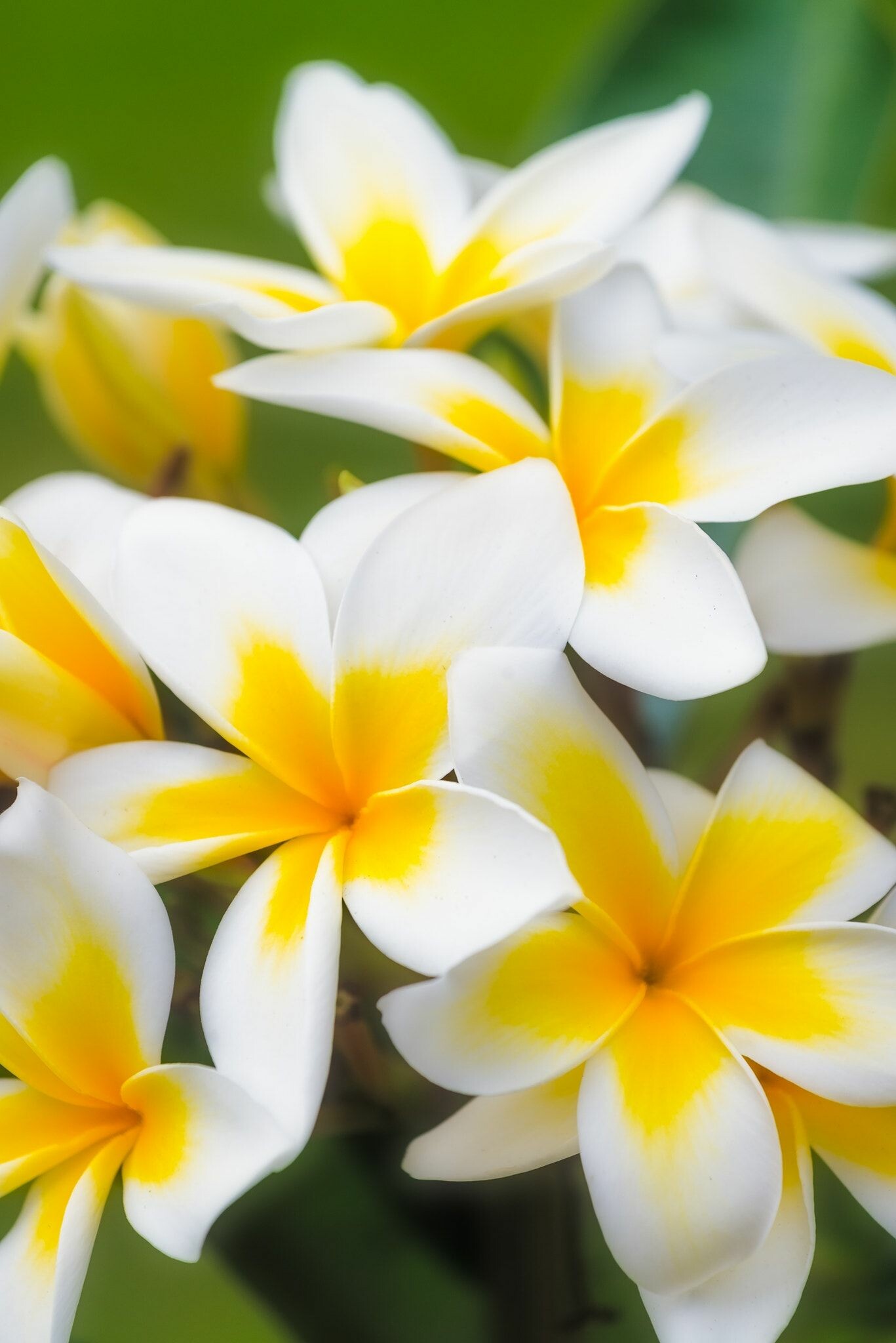 Frangipani Flower: Flowers appear in clusters at the end of branches and have a very distinctive fragrance. 1370x2050 HD Wallpaper.