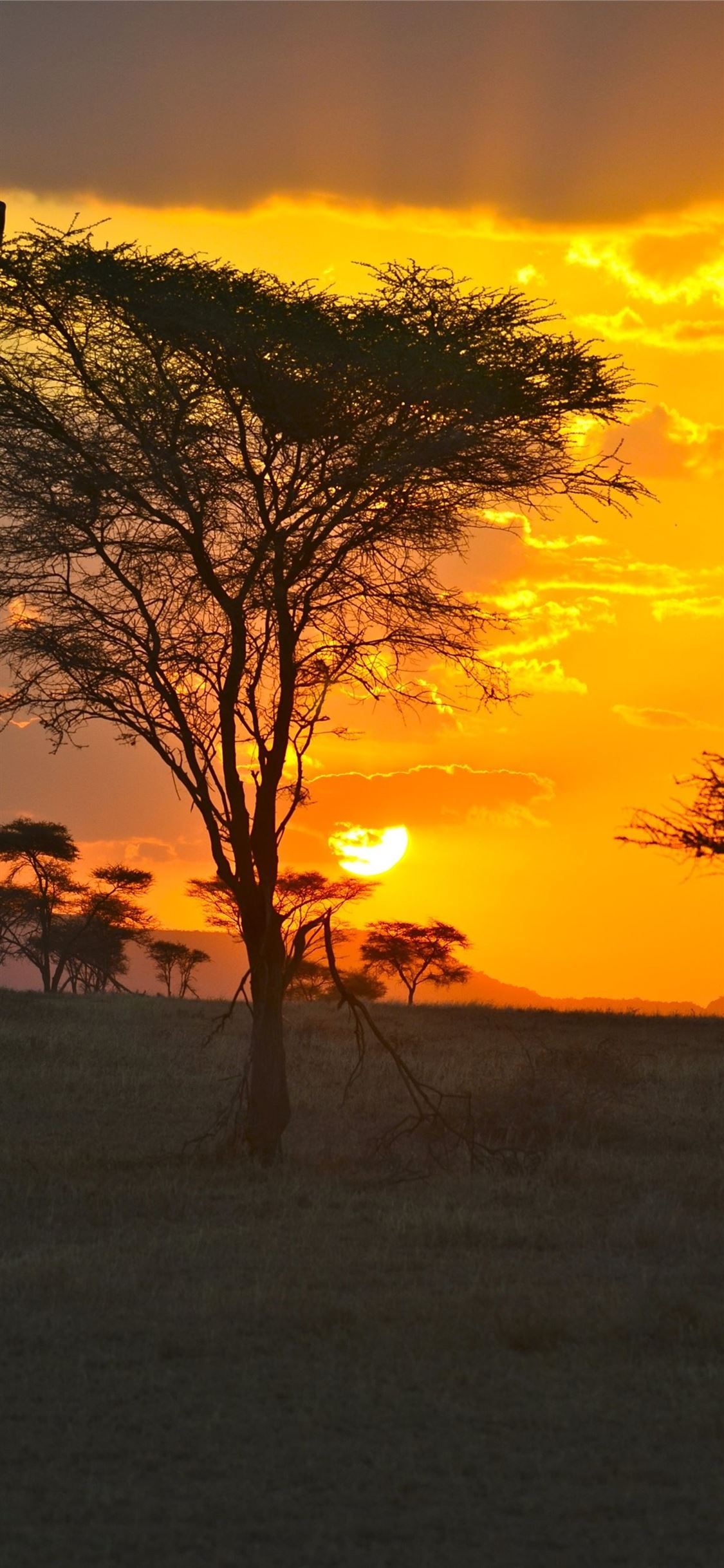 Serengeti sunset, Beautiful landscapes, Tanzania's beauty, Natural wonder, 1130x2440 HD Handy