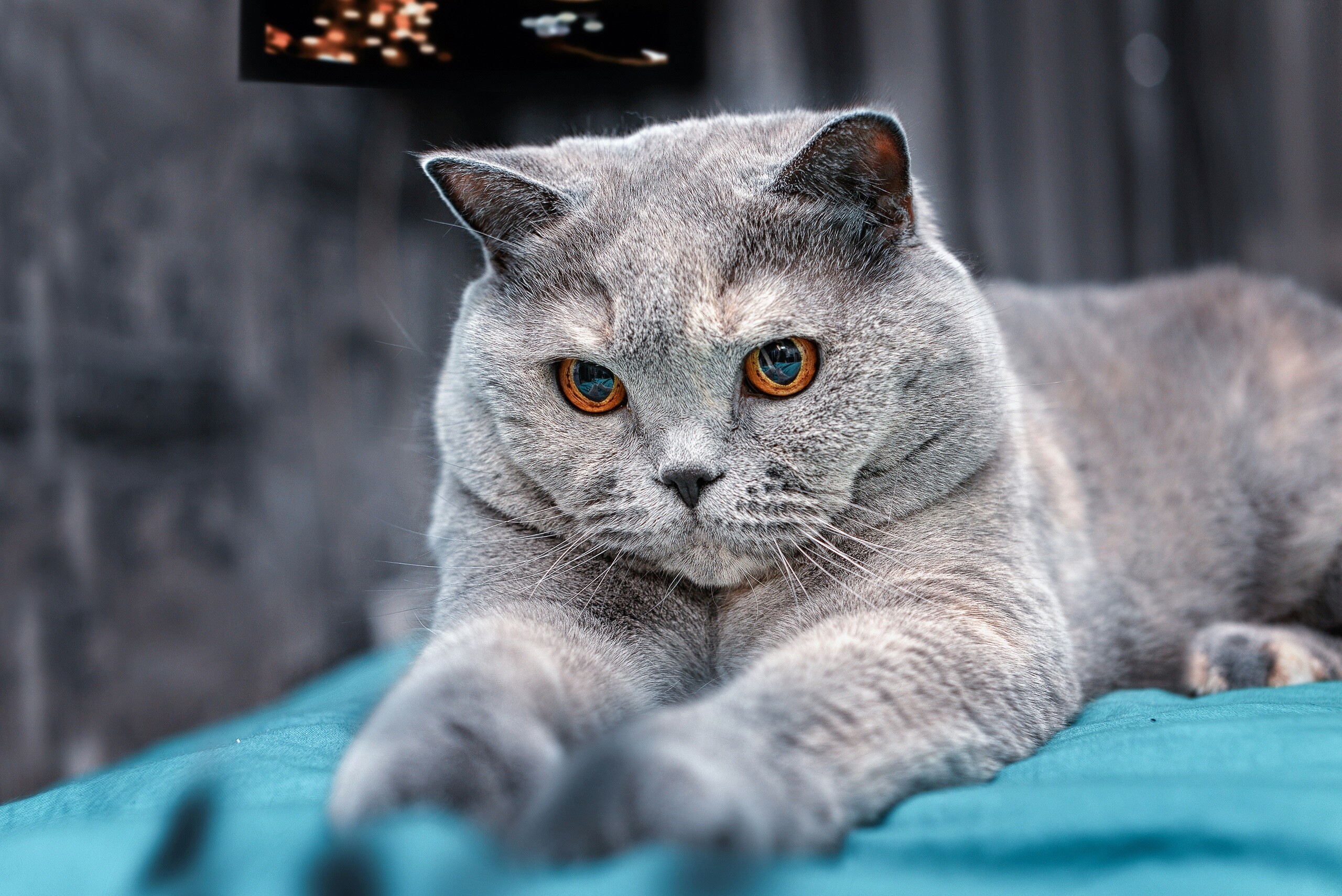 British Cat: In modern times, it remains the most popular pedigreed breed in its native country, as registered by the UK's Governing Council of the Cat Fancy. 2560x1710 HD Background.