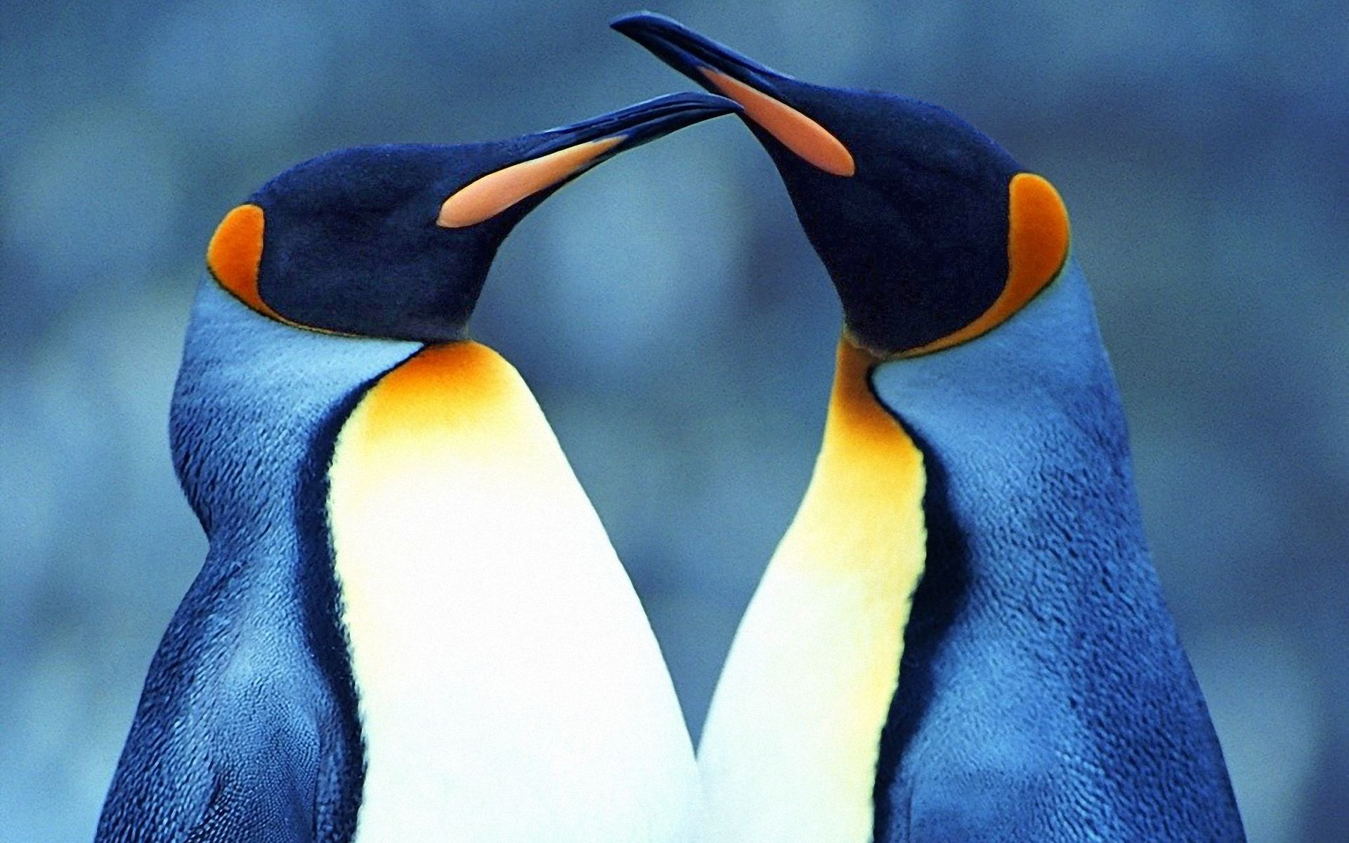 Penguin, Valentine's Day wallpapers, Heartwarming cuteness, Love and penguins, 1920x1200 HD Desktop