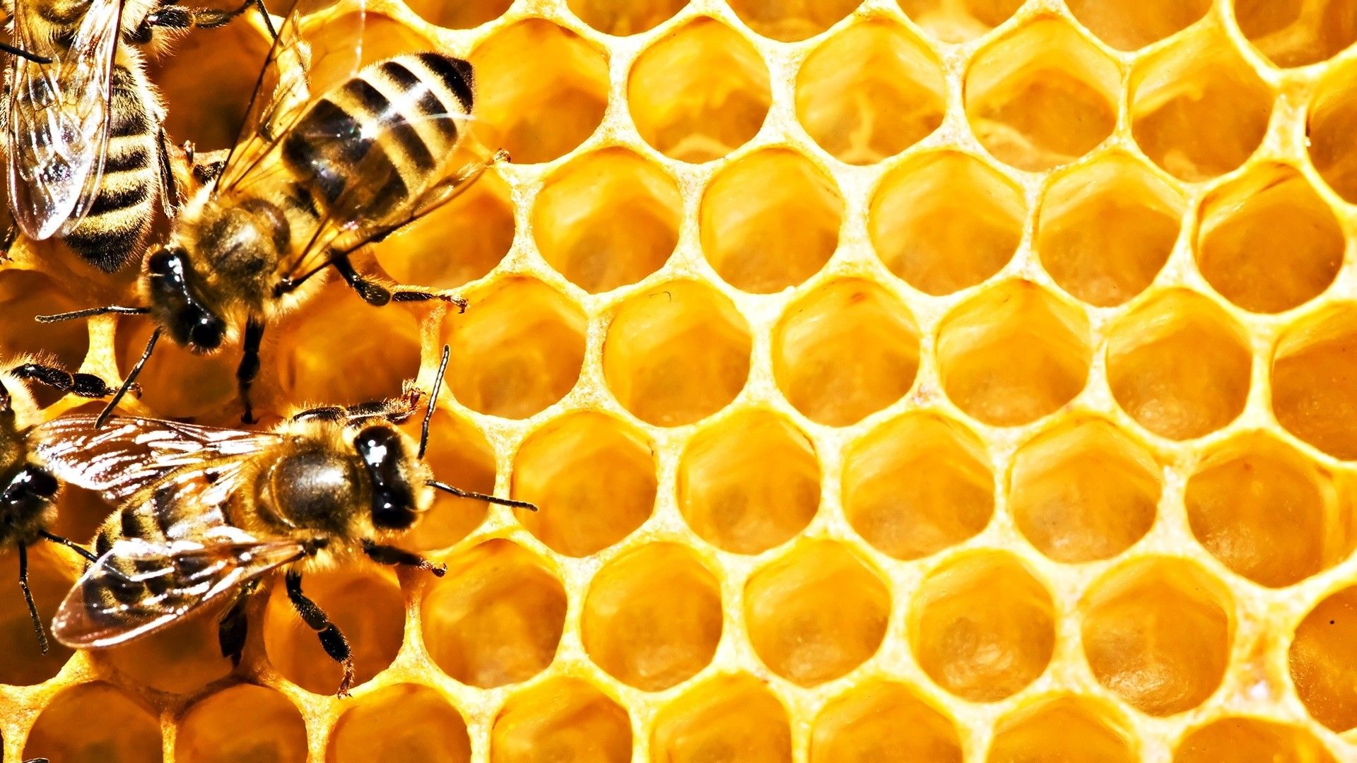 Bee: A cluster of repeating hexagonal beeswax cells that fill the interior of a beehive. 1920x1080 Full HD Background.