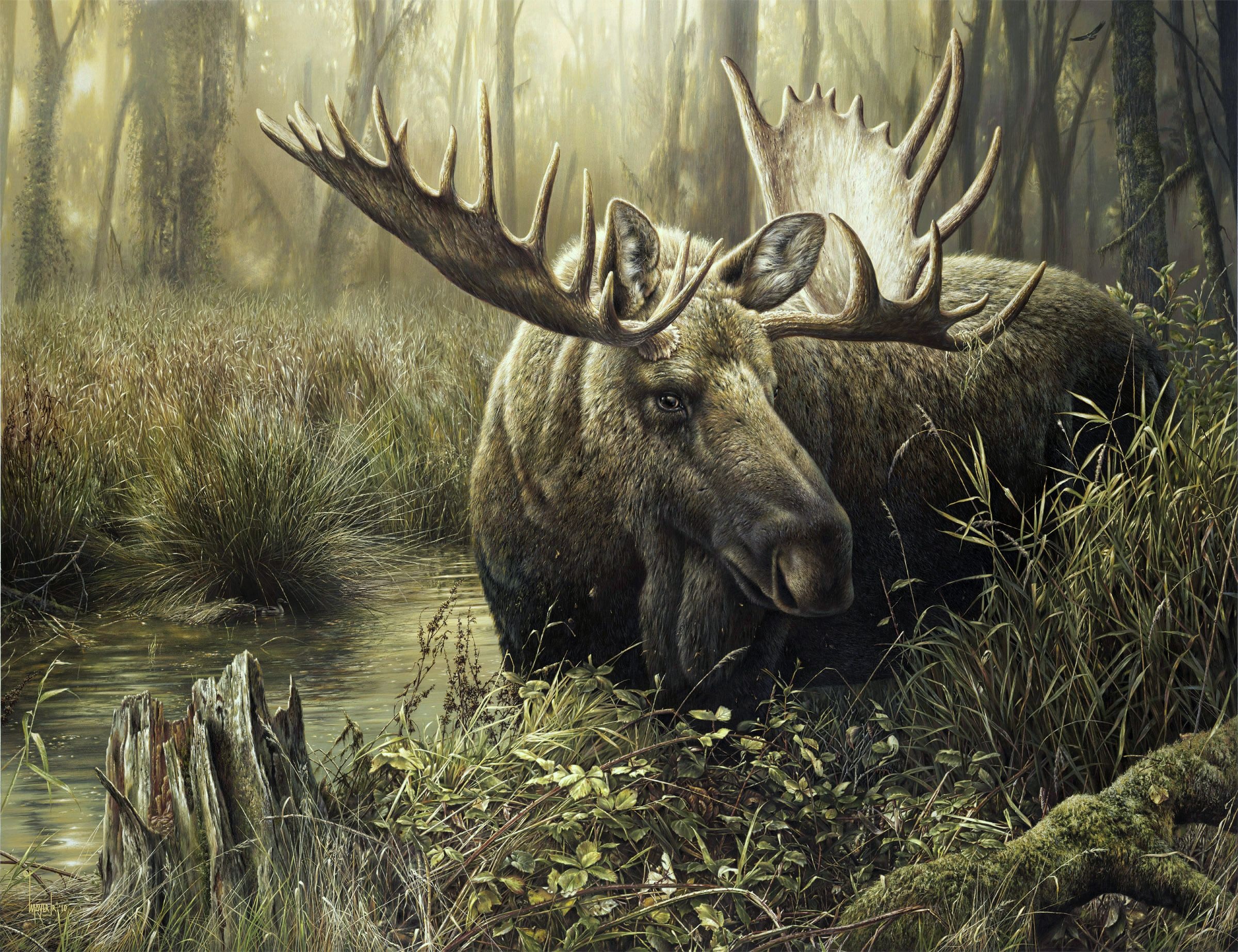 Moose, Impressive desktops, Majestic moose, Nature's spectacle, 2400x1850 HD Desktop