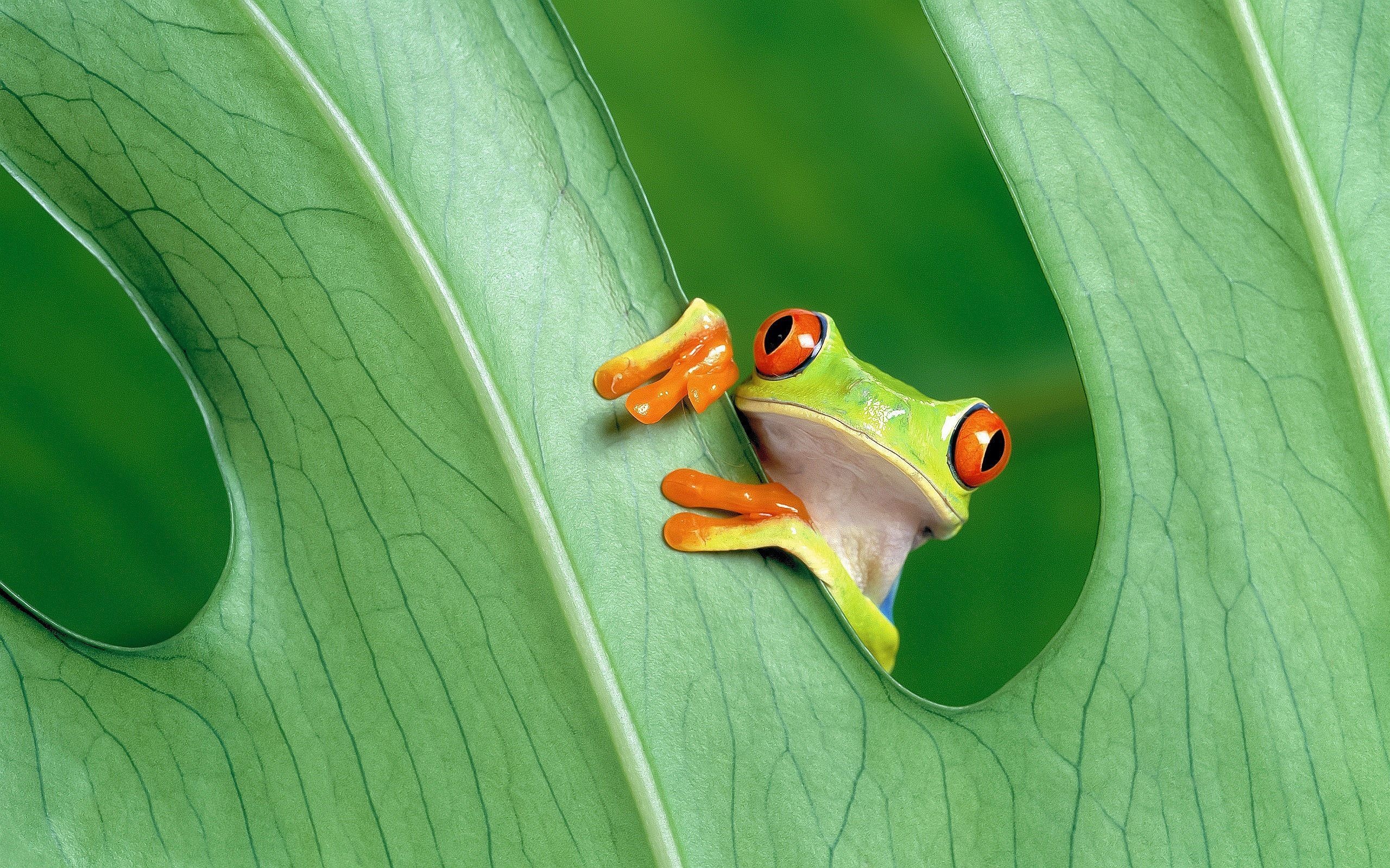 Beautiful tree frog, Vibrant red-eyed frog, Nature's marvels, Wallpaper access, 2560x1600 HD Desktop