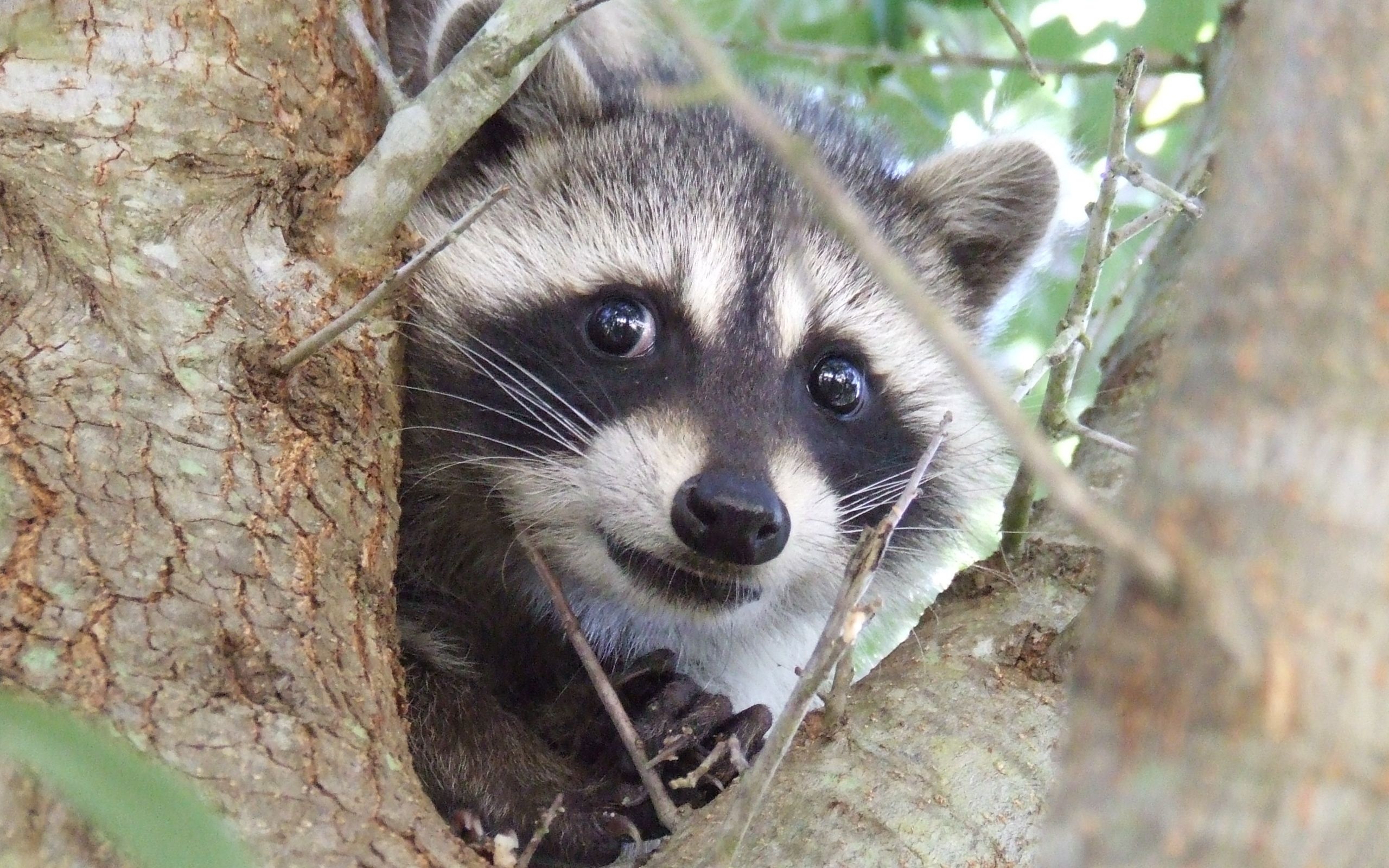 Pet raccoon, Adorable companion, Cute critter, Playful antics, 2560x1600 HD Desktop