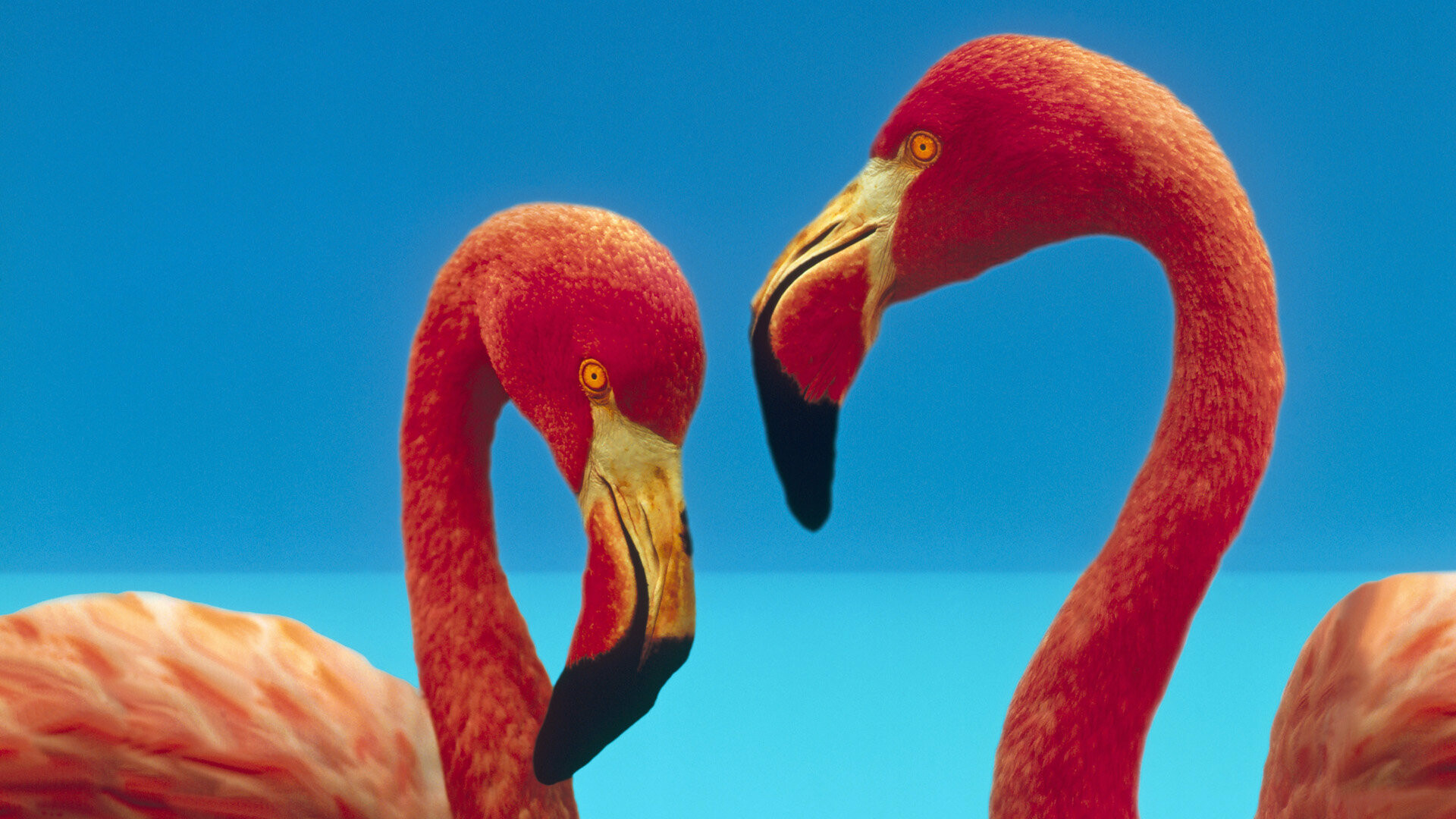Flamingo: A wading bird of the family Phoenicopteridae, Aquatic birds. 1920x1080 Full HD Wallpaper.