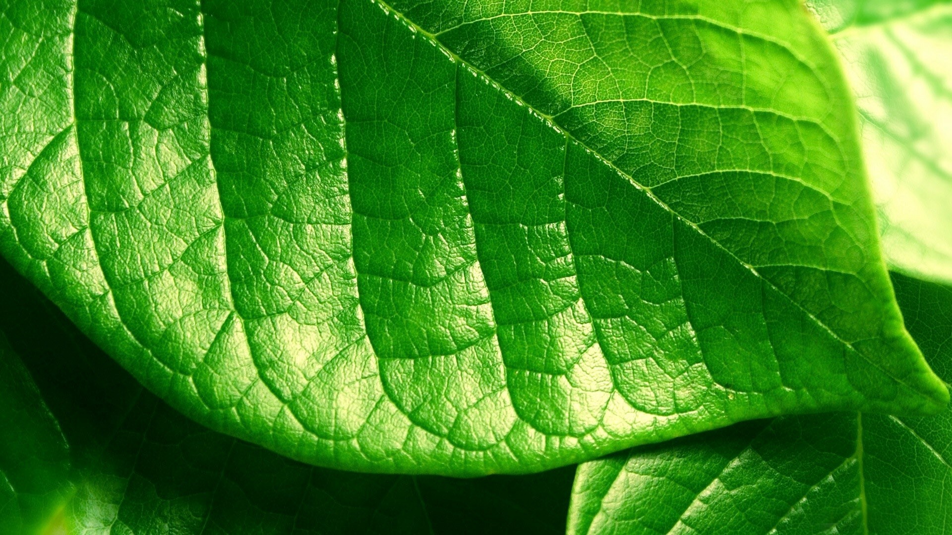 Leaf: Can have a wide variety of shapes and sizes that vary between plant species. 1920x1080 Full HD Wallpaper.