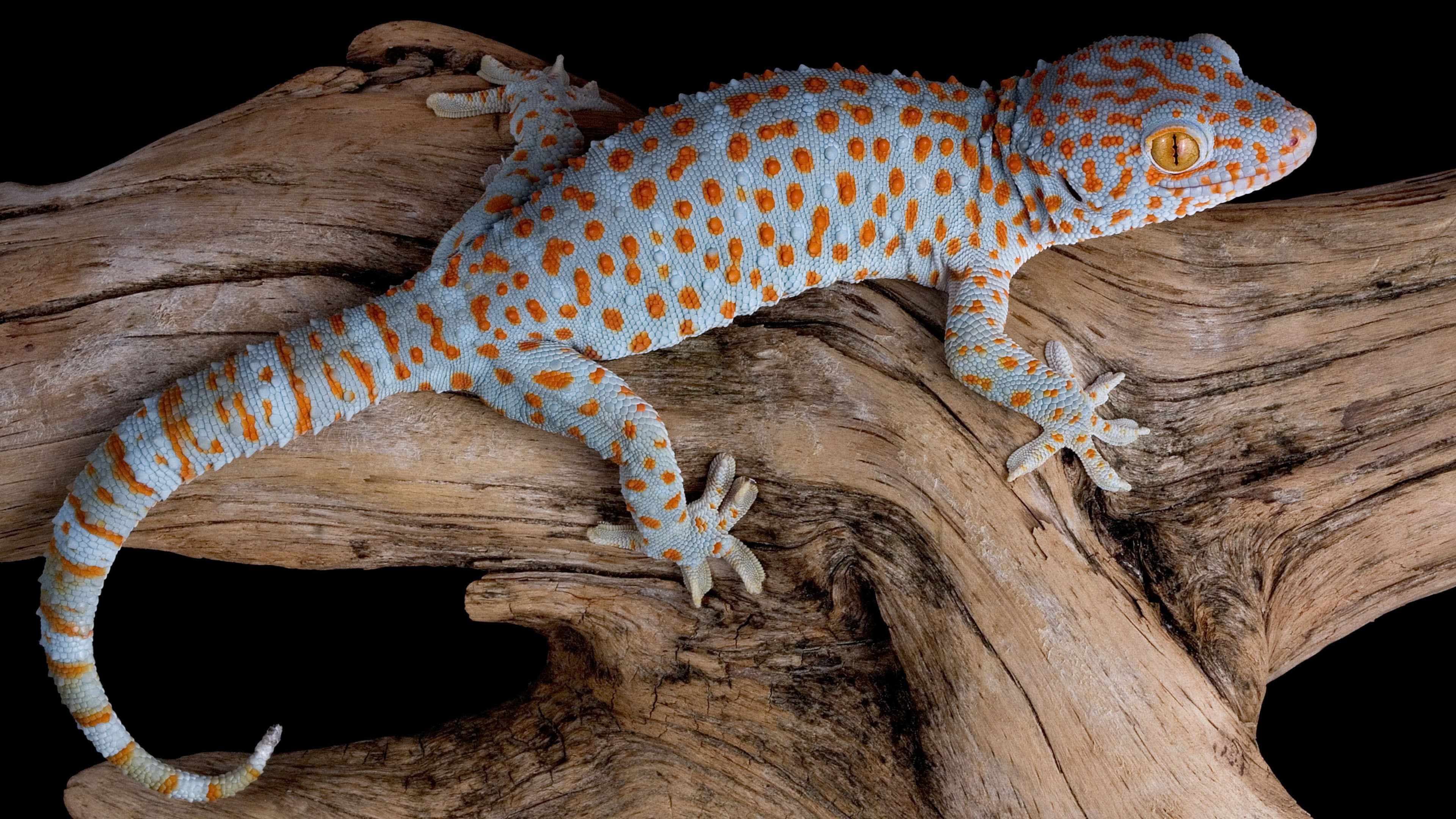 Gecko: Gekkonidae, Found in south and Southeast Asia. 3840x2160 4K Wallpaper.
