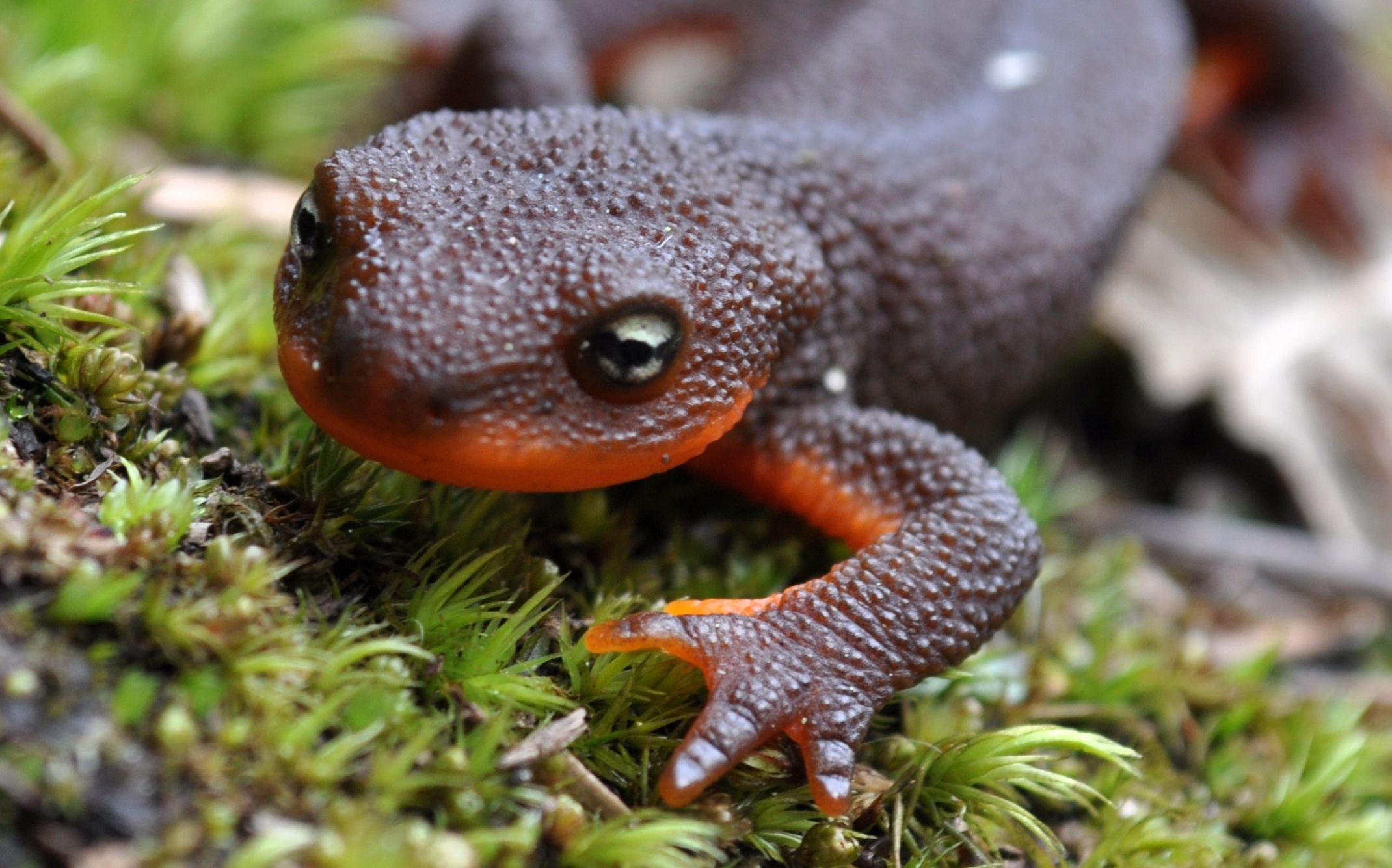 Salamander in stunning HD, On-screen nature wonders, Nature's vibrant wallpapers, Wildlife beauty, 2140x1340 HD Desktop