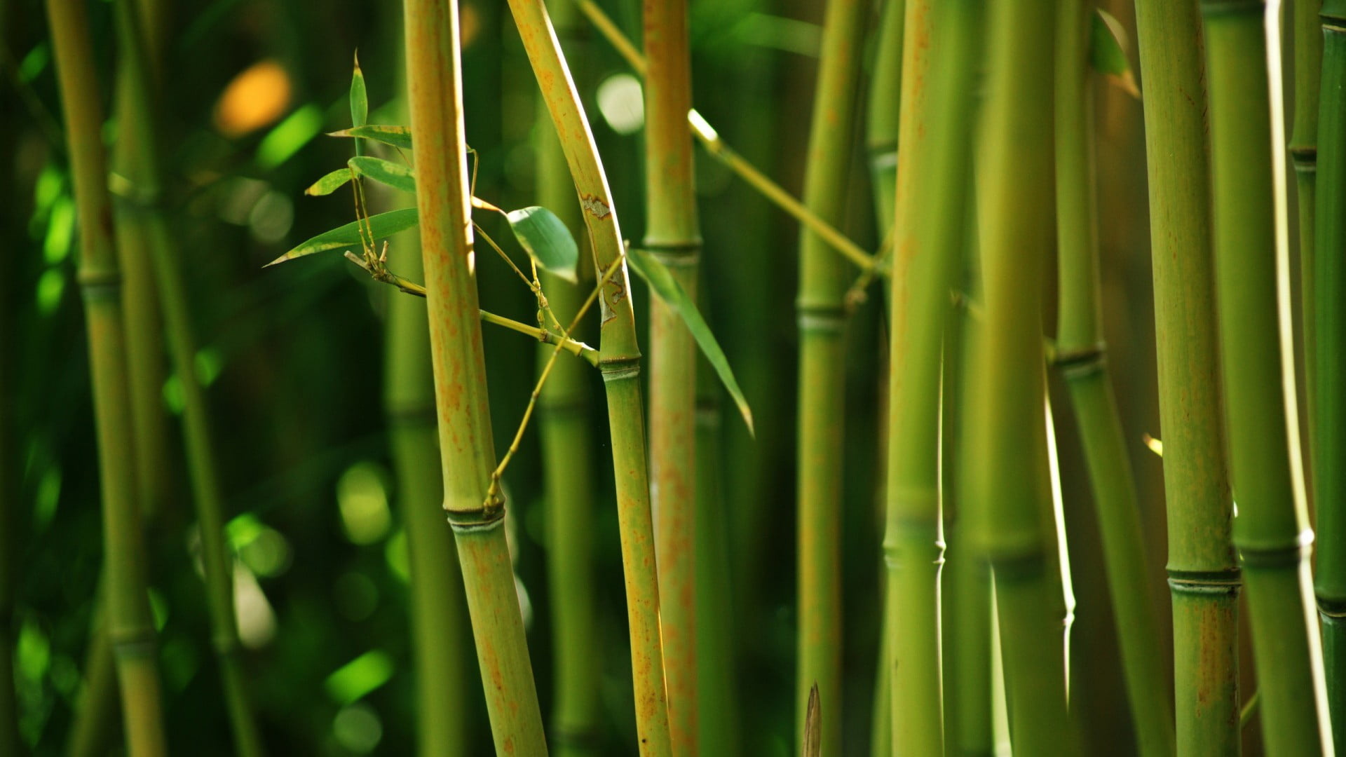 Green bamboo in nature, Close-up view, Depth of field, Natural beauty, 1920x1080 Full HD Desktop