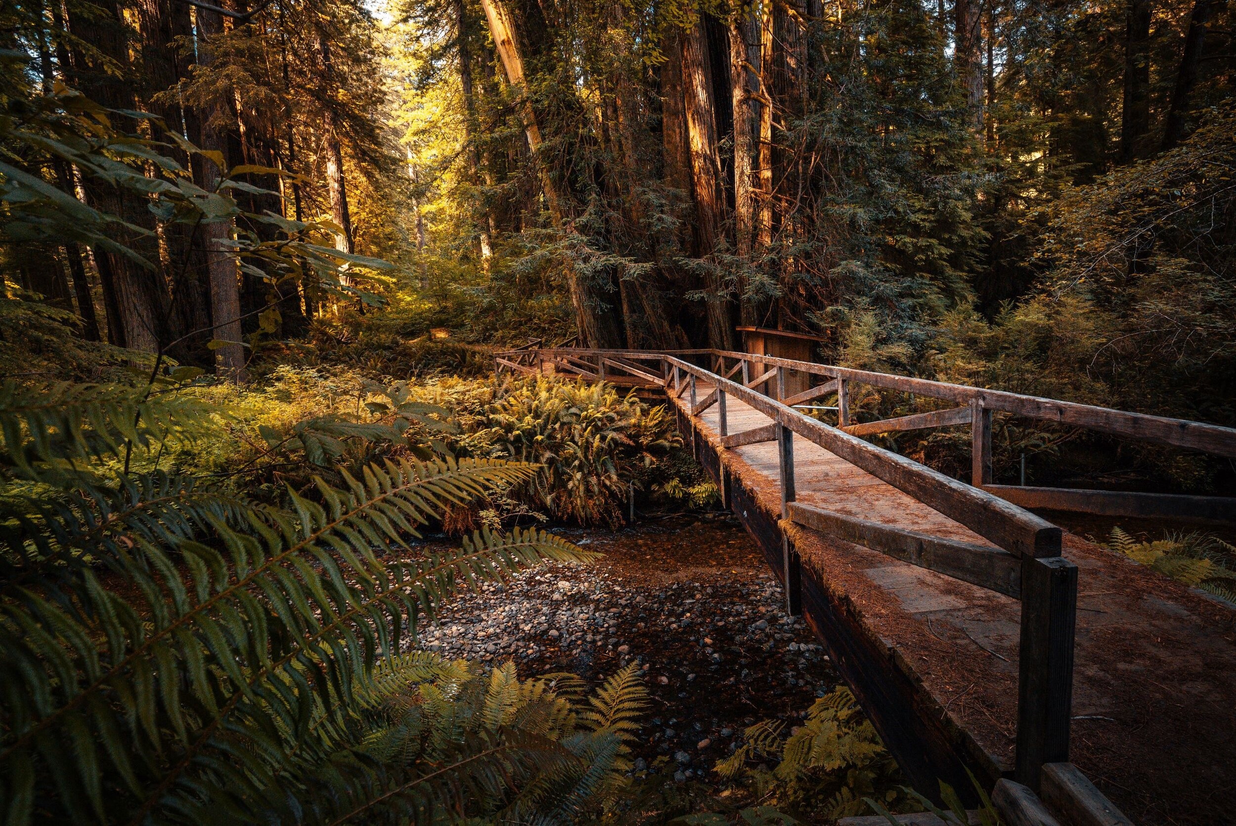 Redwood National Park, Forest exploration, Enchanting woods, Nature's sanctuary, 2500x1680 HD Desktop