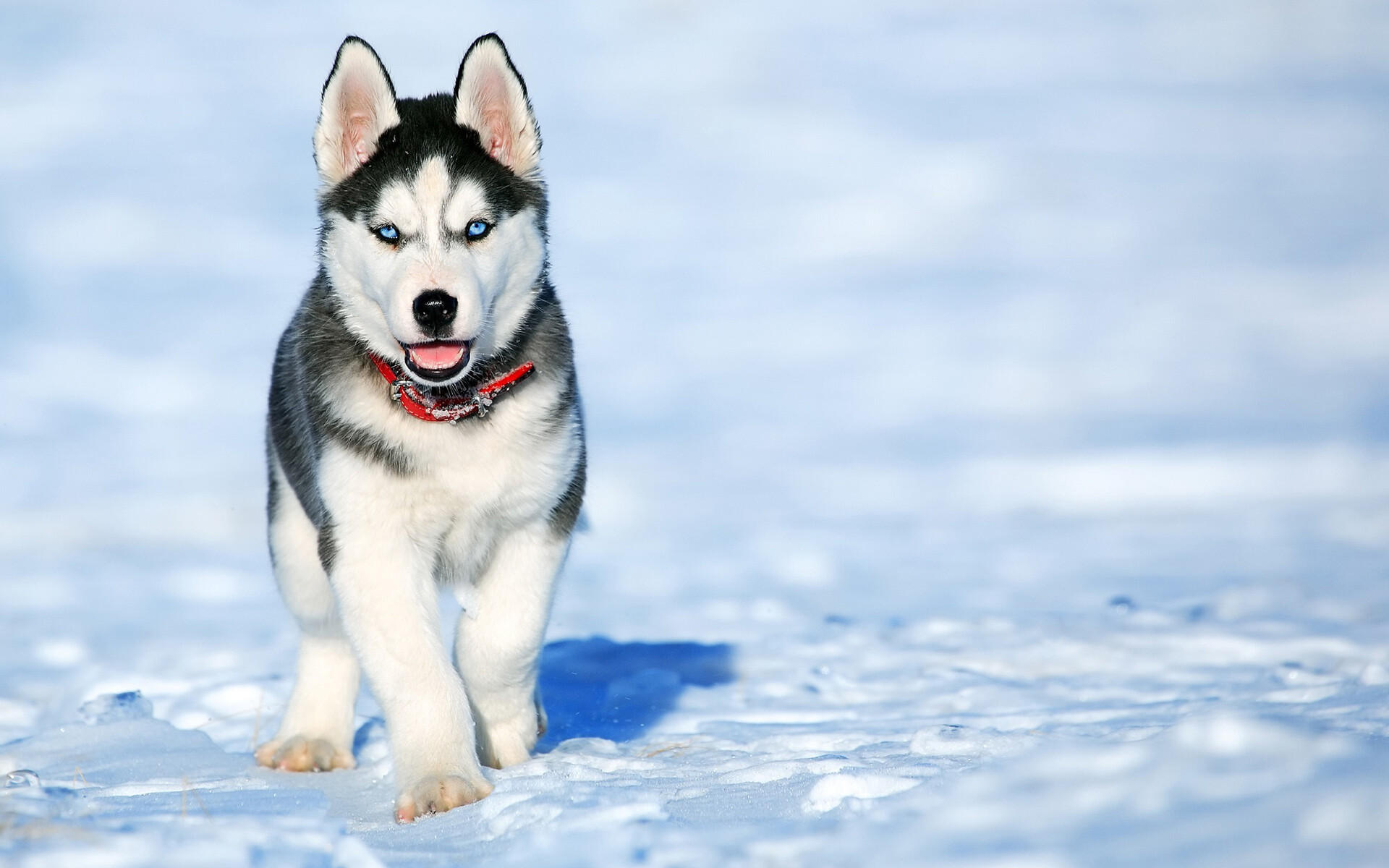 Siberian Husky: Puppy, Sled dogs, Chukcha, Pets, Cute animals. 1920x1200 HD Background.