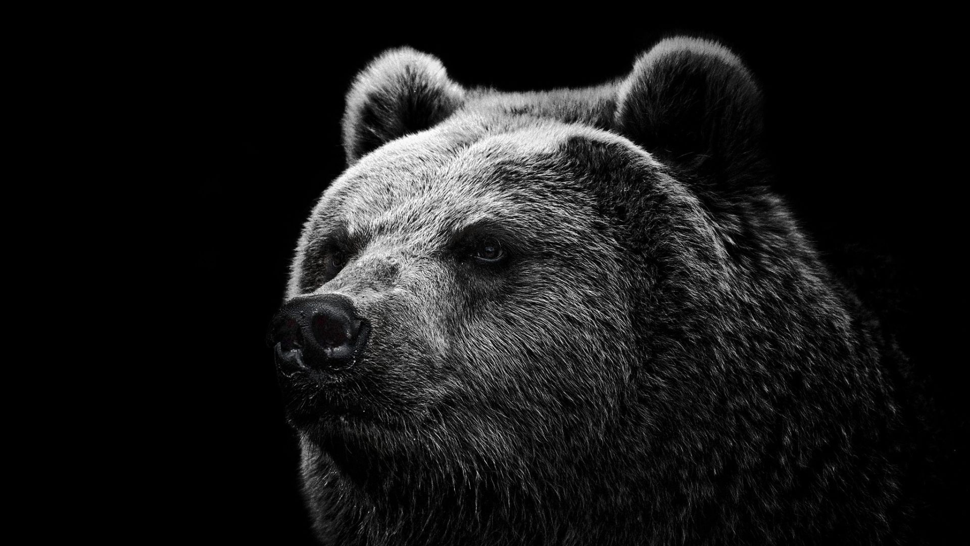 Grizzly Bear, Top quality wallpapers, 1920 x 1080 resolution, Eye-catching backgrounds, 1920x1080 Full HD Desktop