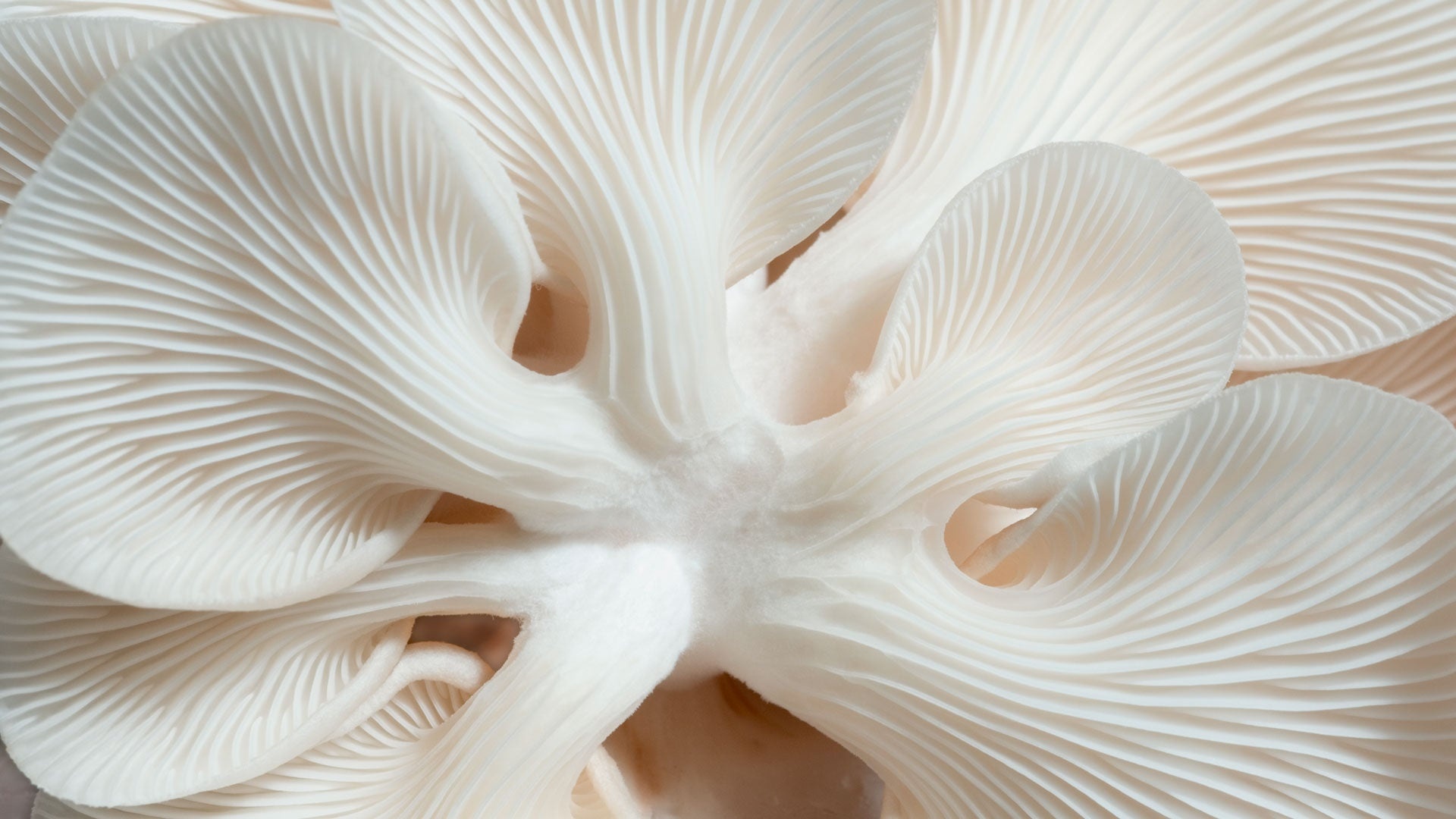 Oyster mushrooms, Ecosystem support, Mushroom cultivation, Fungi Perfecti, 1920x1080 Full HD Desktop