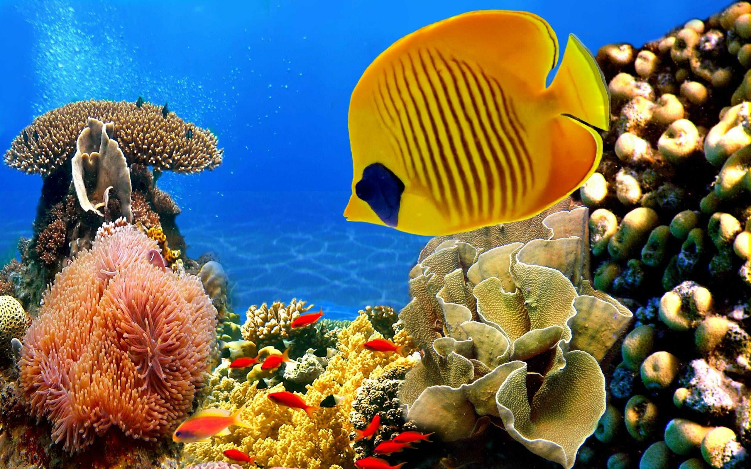 Great Barrier Reef: GBR, Includes extensive diversity, Marine creatures. 2560x1600 HD Background.