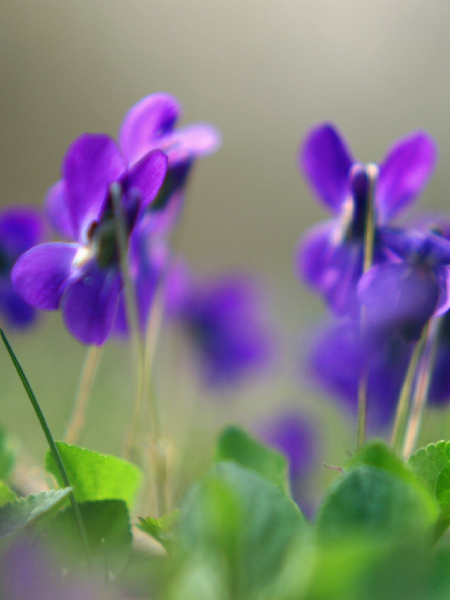 Lila Veilchen, Florales Makro-Wunder, Lebendige Schatten, Purpurviolette Natur, 1540x2050 HD Handy