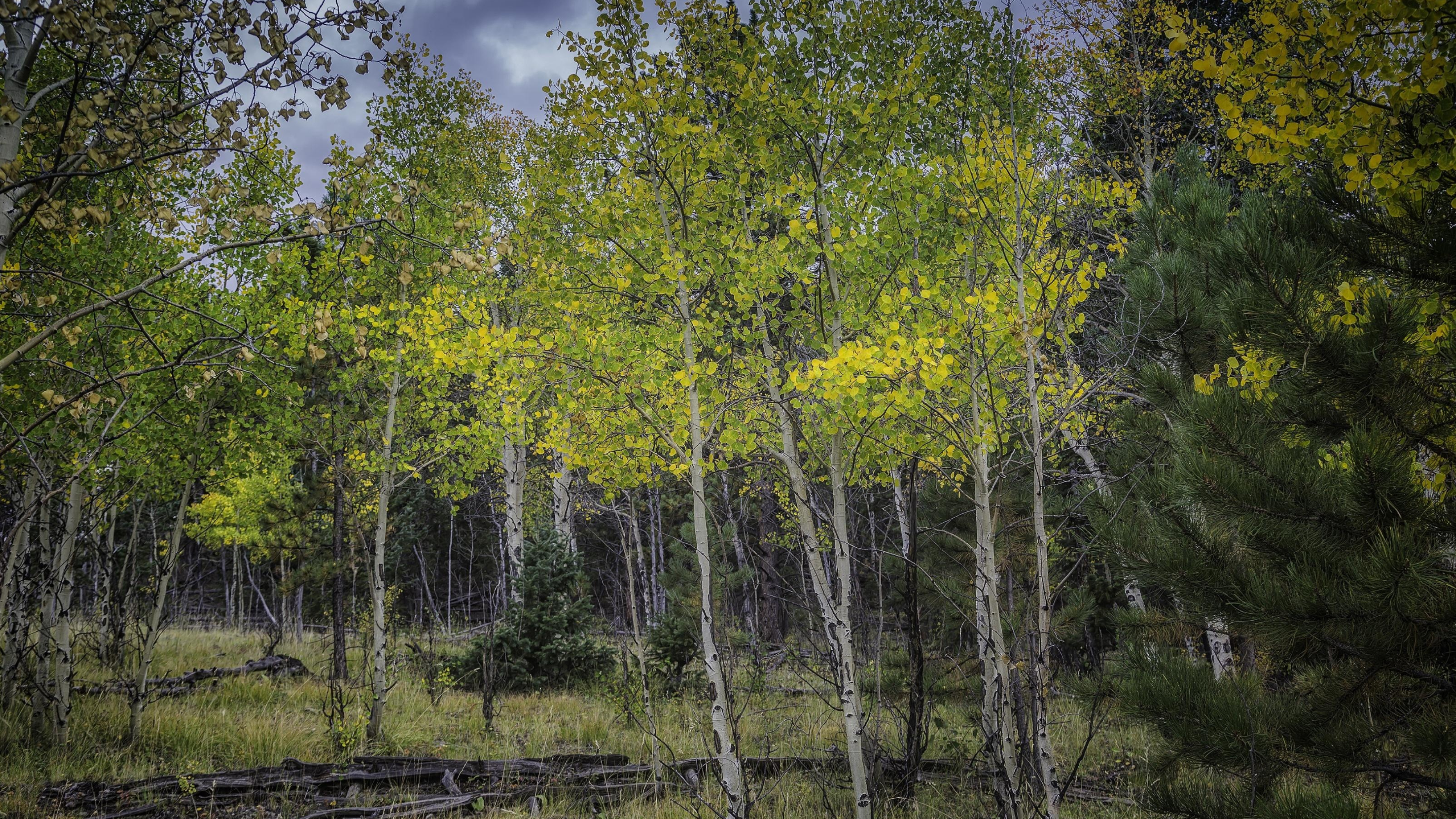 Yellow aspen forest, Vibrant colors, Serene nature, Scenic wallpapers, 3560x2000 HD Desktop