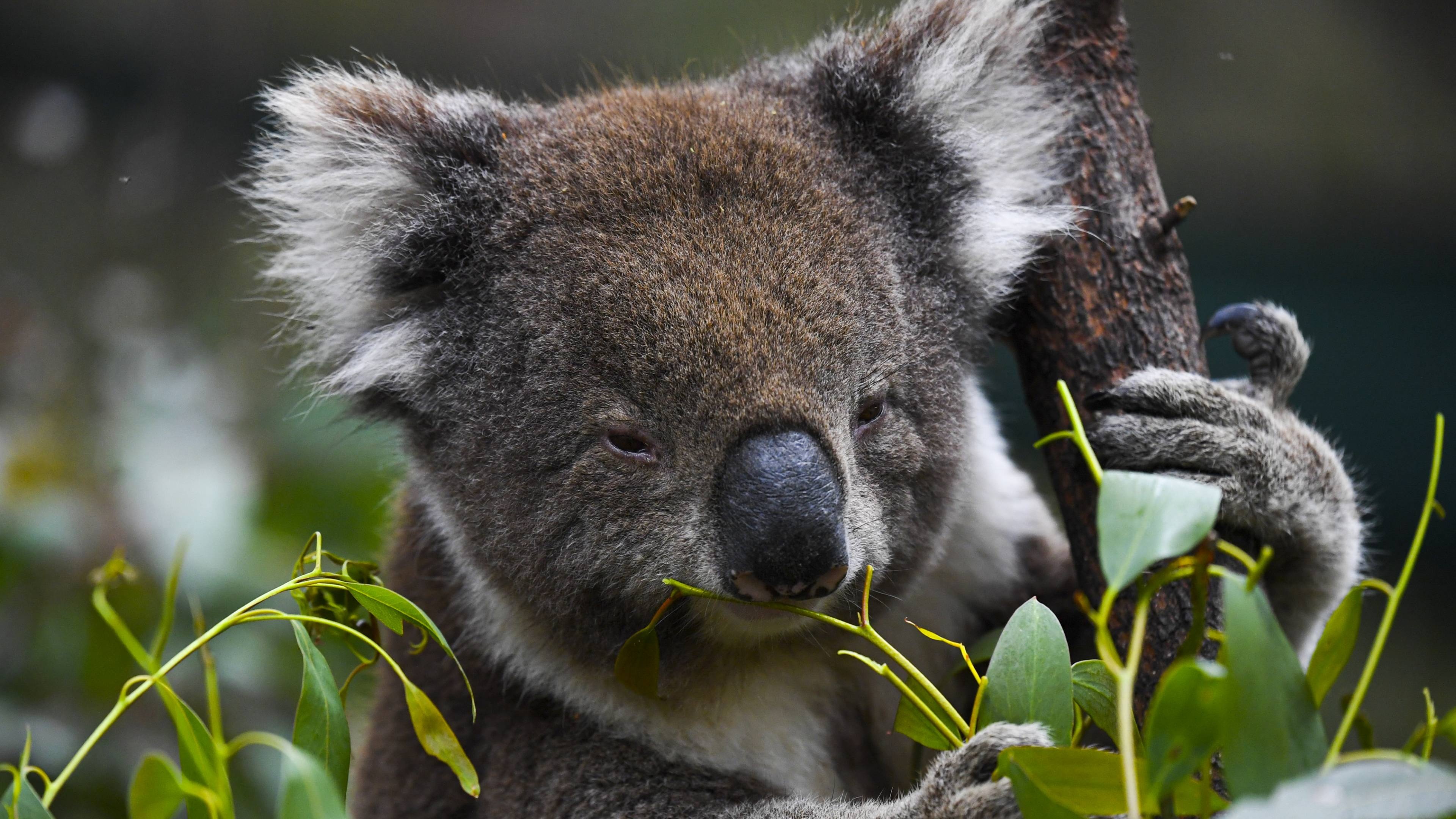 Koalas, Officieel bedreigde diersoort, Australi, Nos, 3840x2160 4K Desktop