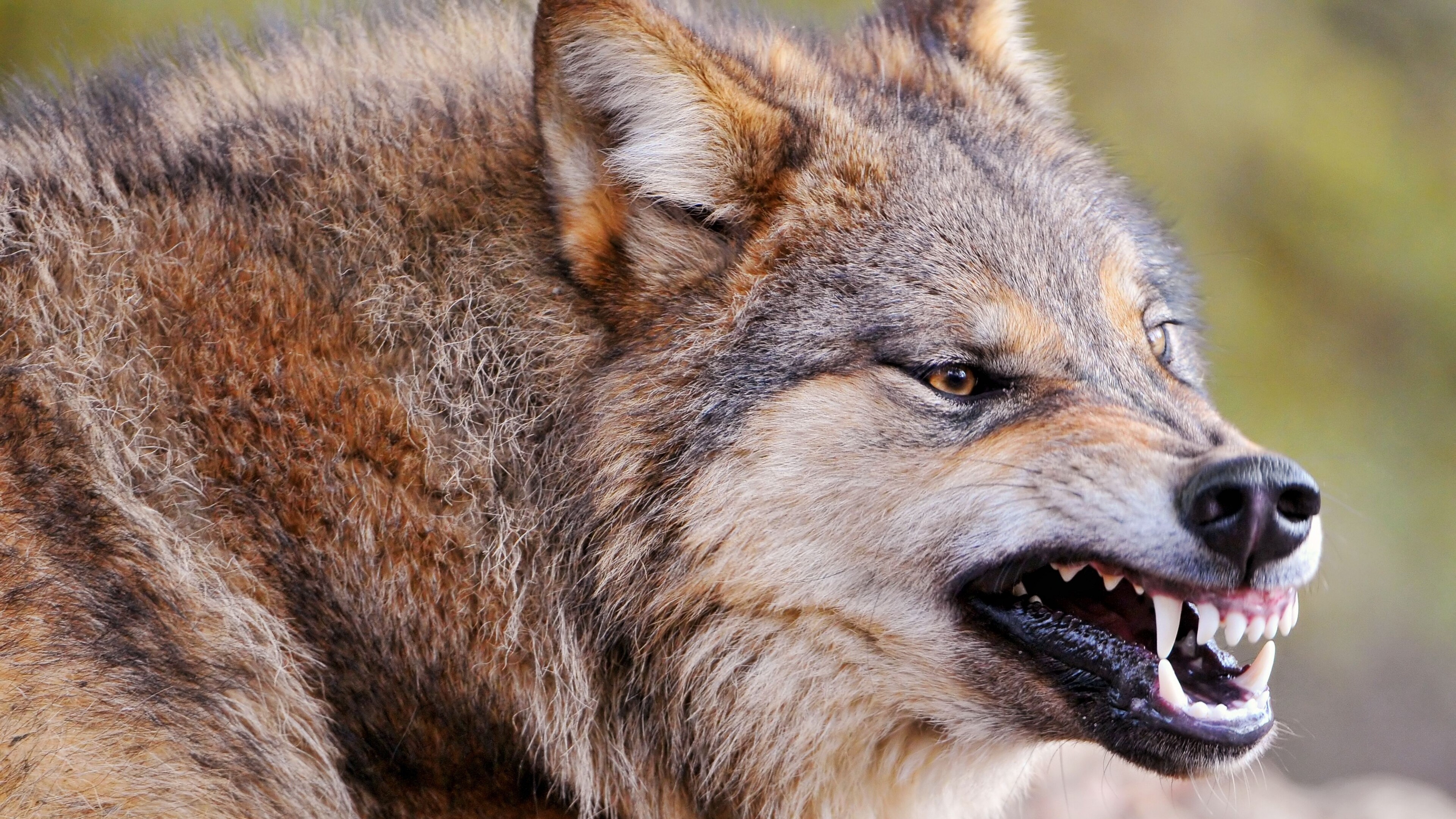 Wolf: Single wolves or mated pairs typically have higher success rates in hunting than do large packs. 3840x2160 4K Background.