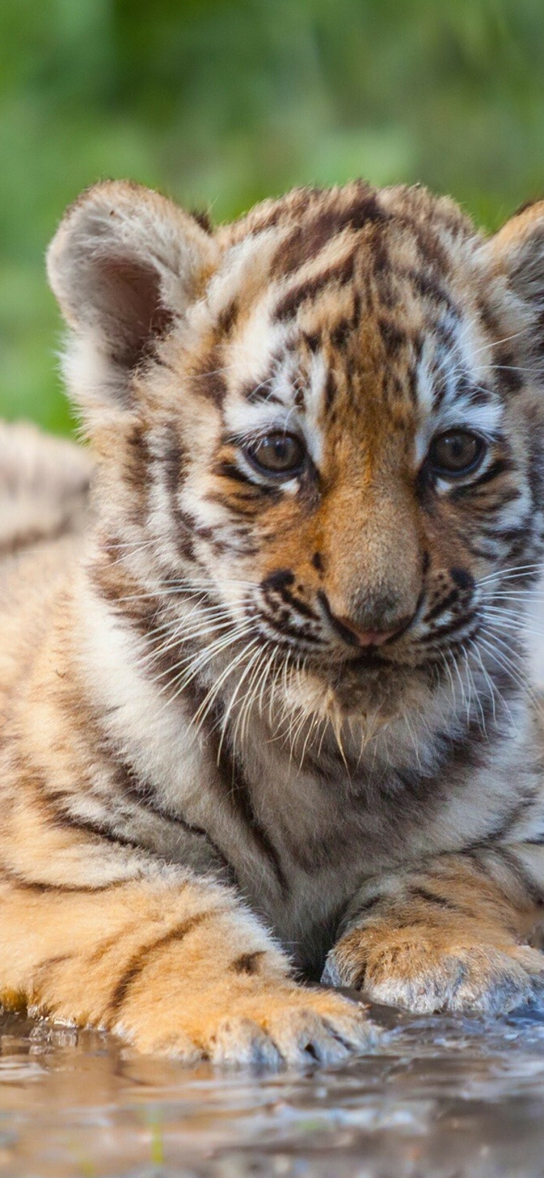 Tiger Cub: Cute animal with stripes, Predator, Big cats babies. 1080x2340 HD Background.