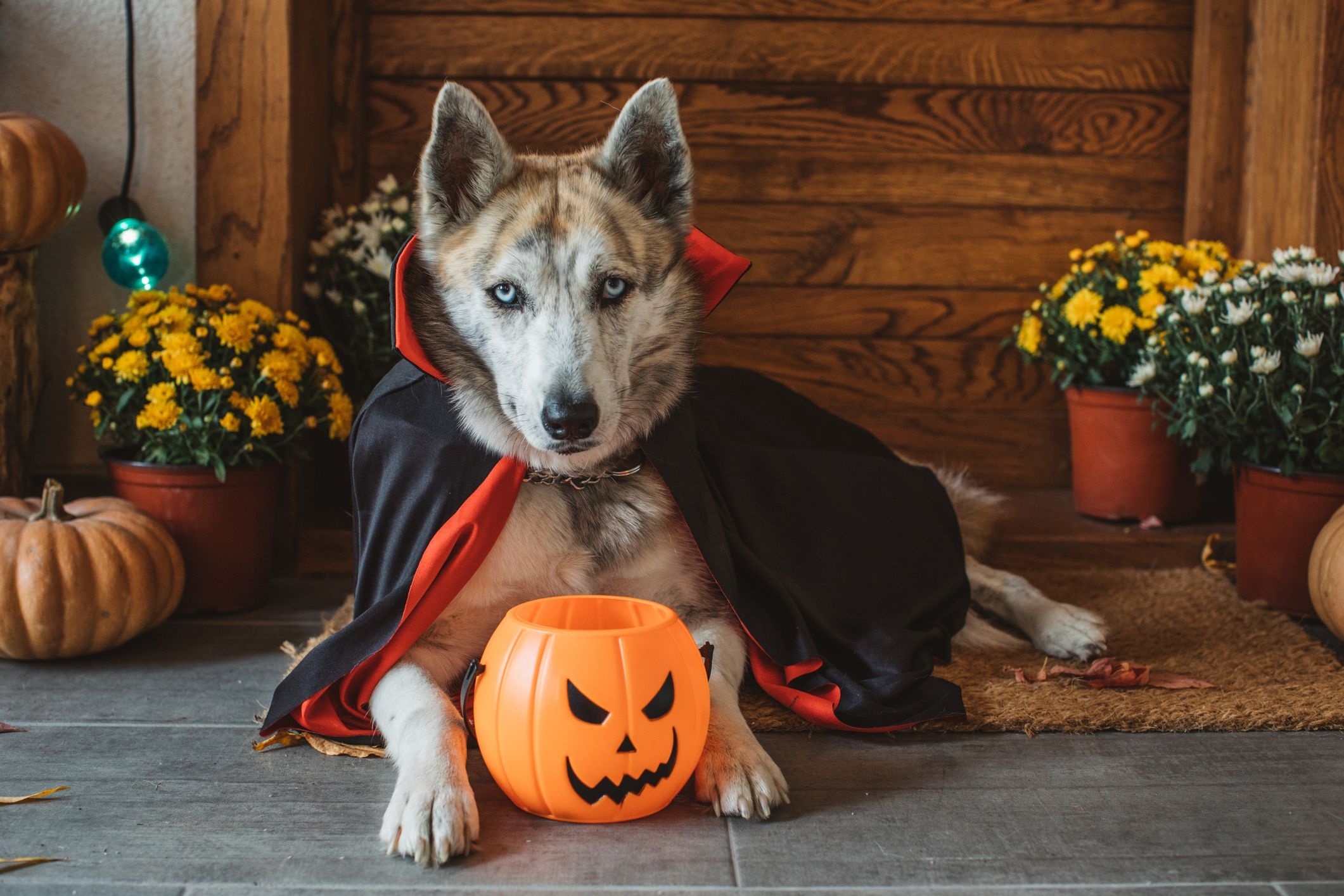 Halloween Pets, Pumpkin costumes, Cute pups, Spooktacular savings, 2130x1420 HD Desktop