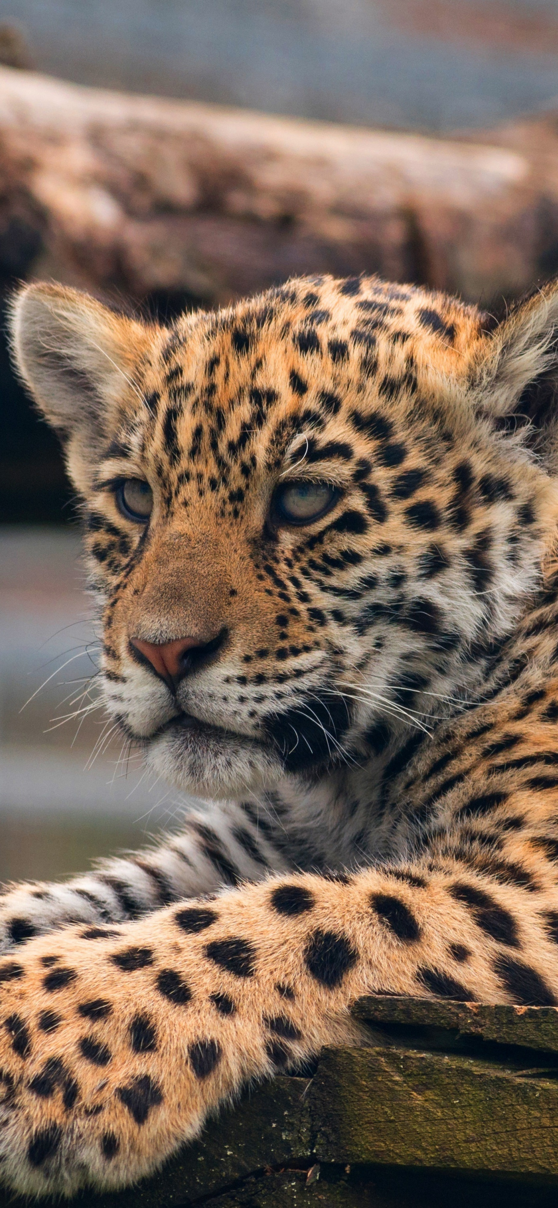 Leopard, Download leopard cub, Baby animal, Predator, 1130x2440 HD Phone