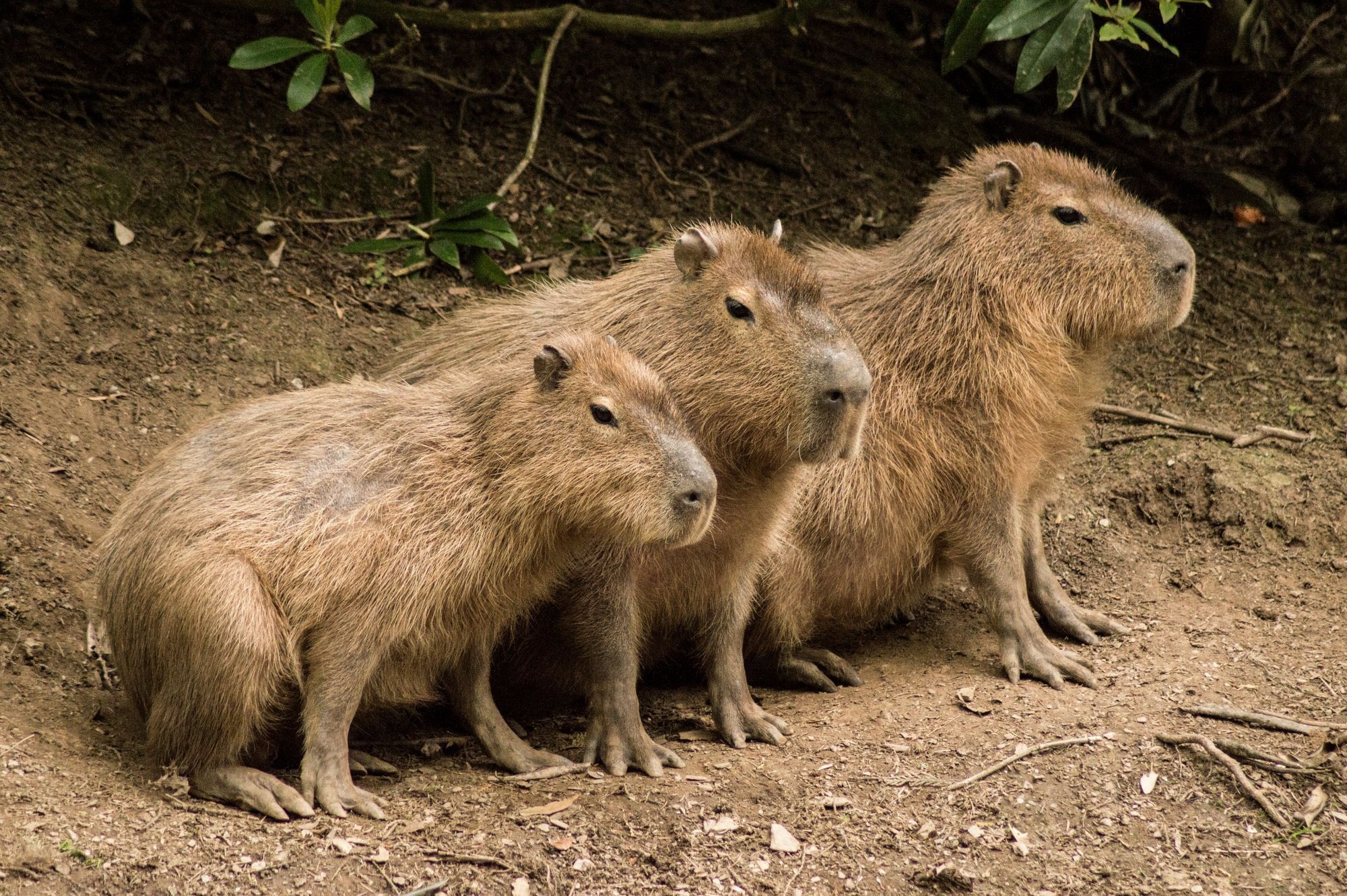 Capybara background image, Visual delight, Animal aesthetics, Natural beauty, 2000x1330 HD Desktop