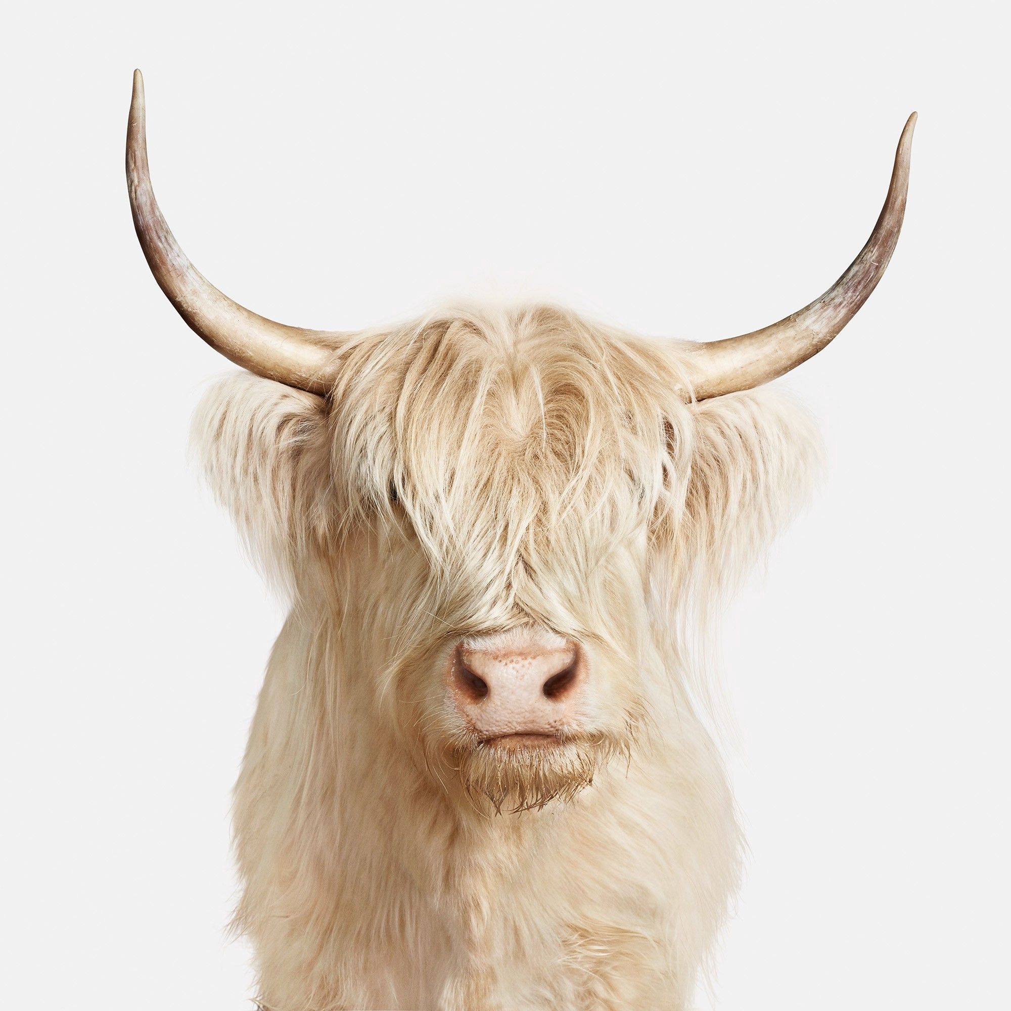 Fluffy cows, iPhone wallpaper ideas, Unique visuals, Animal cuteness, 2000x2000 HD Handy
