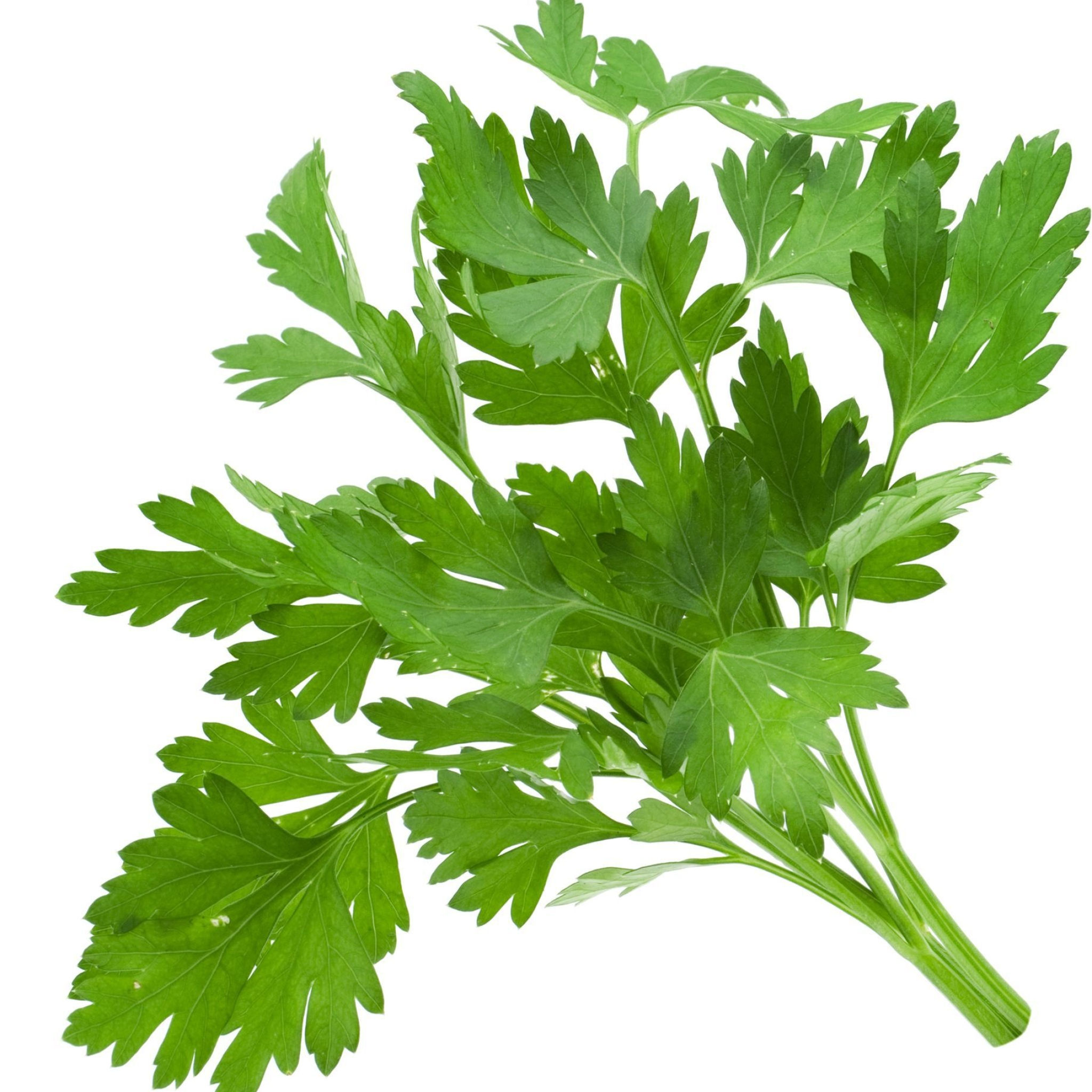 Refreshing parsley, Culinary herb, Green delight, 2050x2050 HD Phone